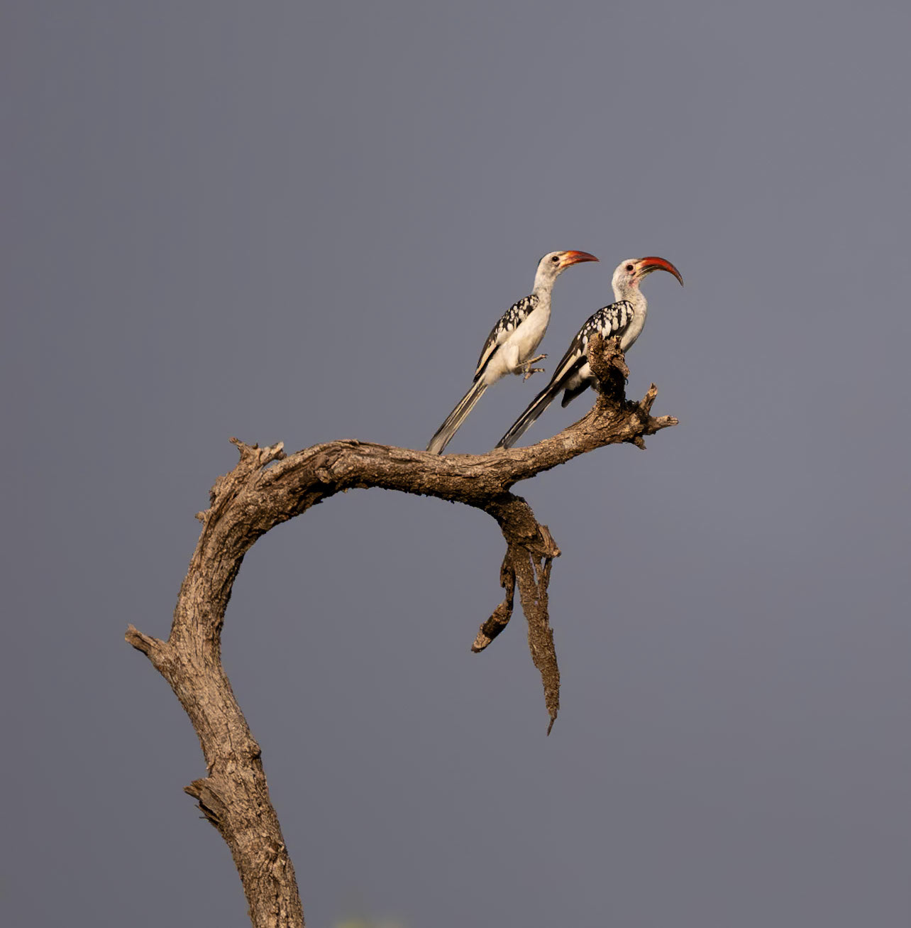 Male and female Red-billed Hornbills