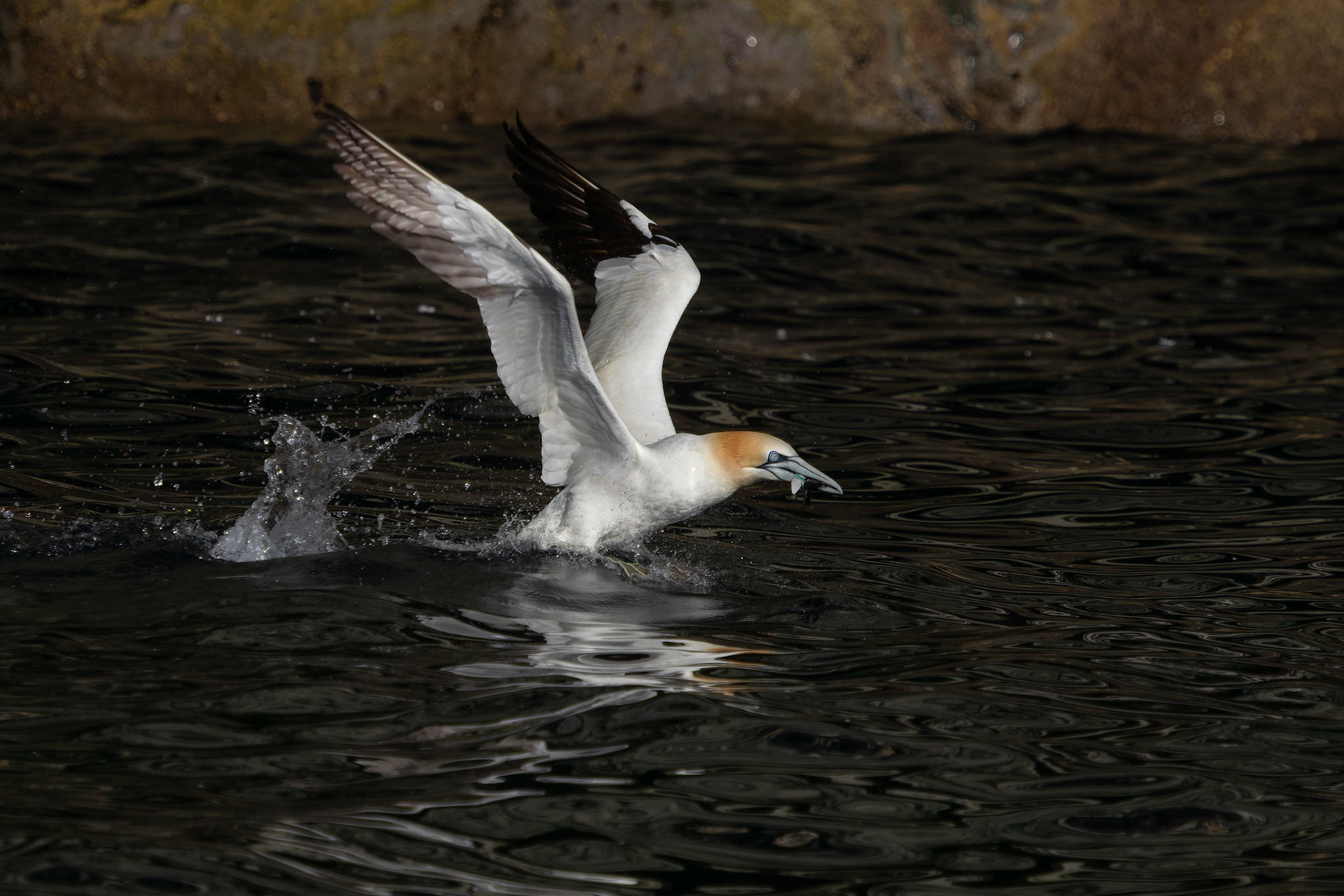 Northern Gannet 2011