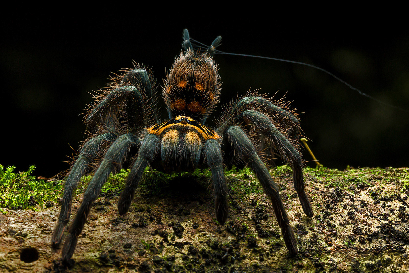 Tiger Tarantula