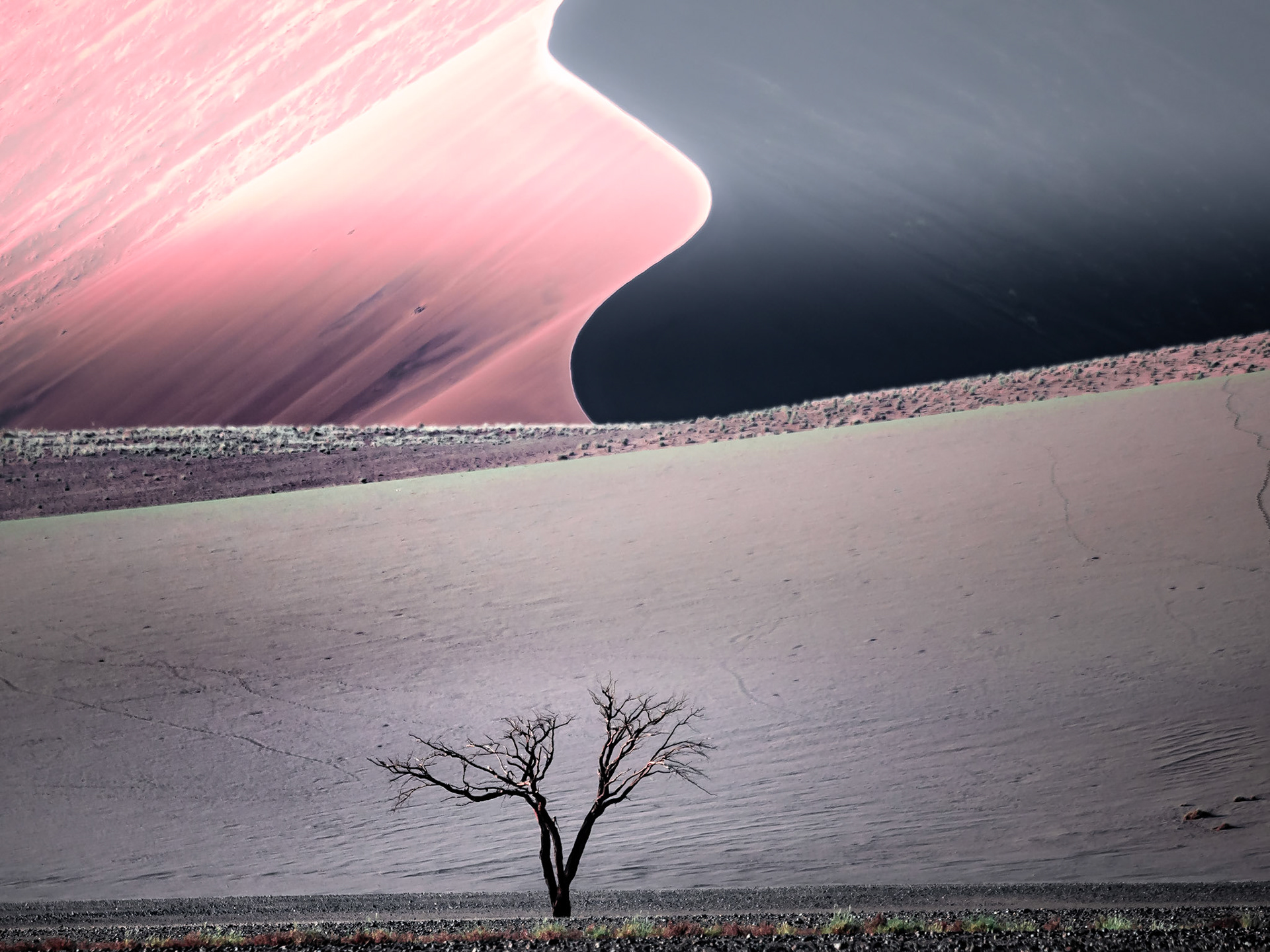 Tree and Dunes