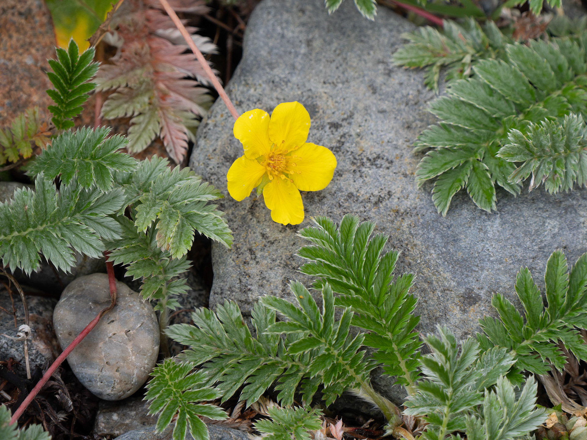 Silverweed