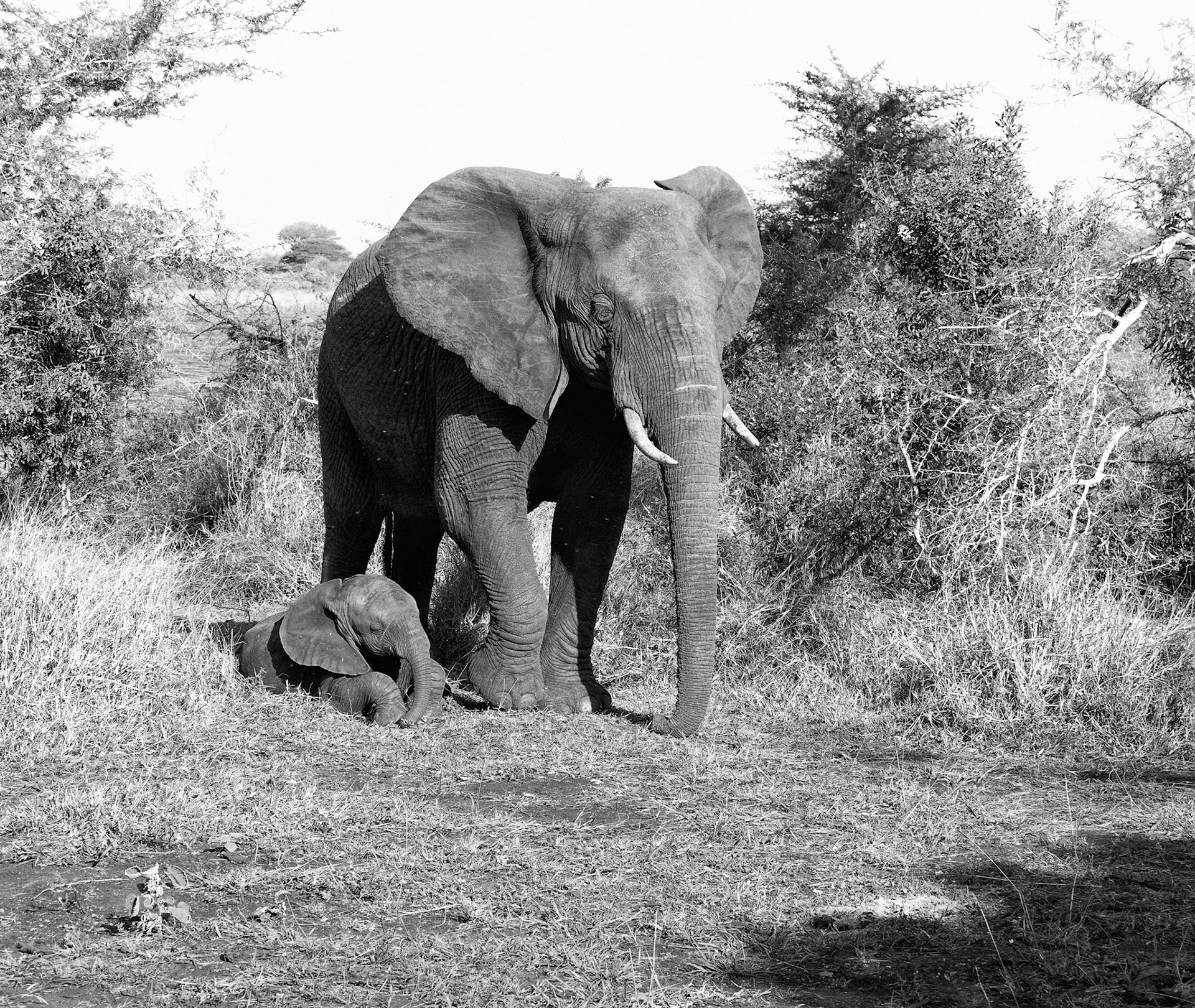 Elephant and very young calf