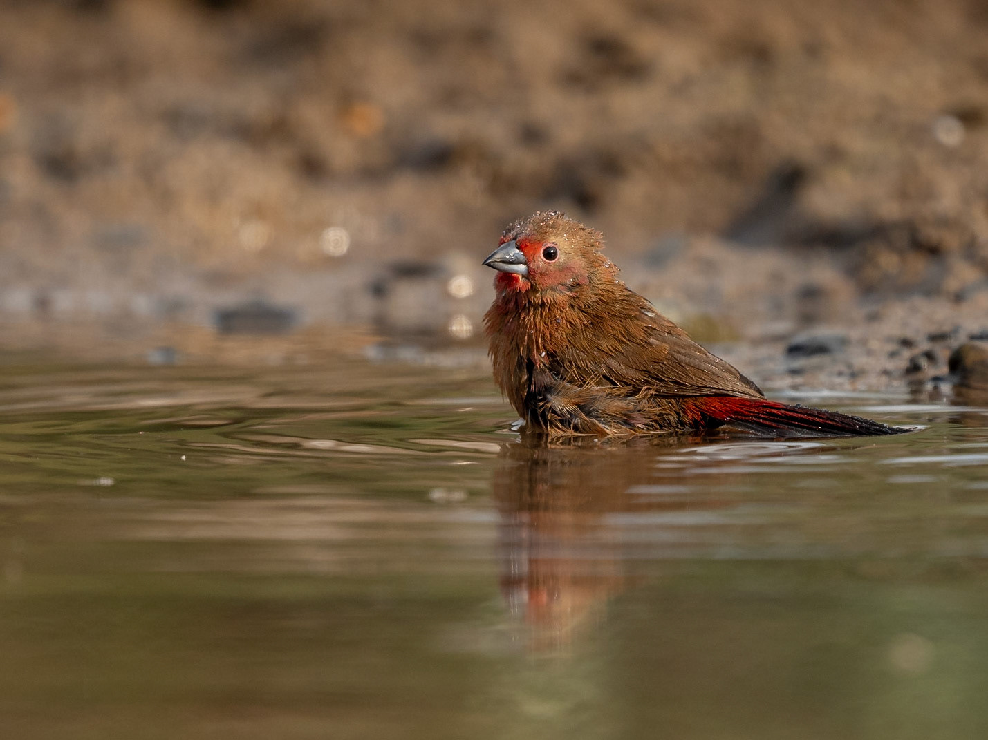African Firefinch bathing