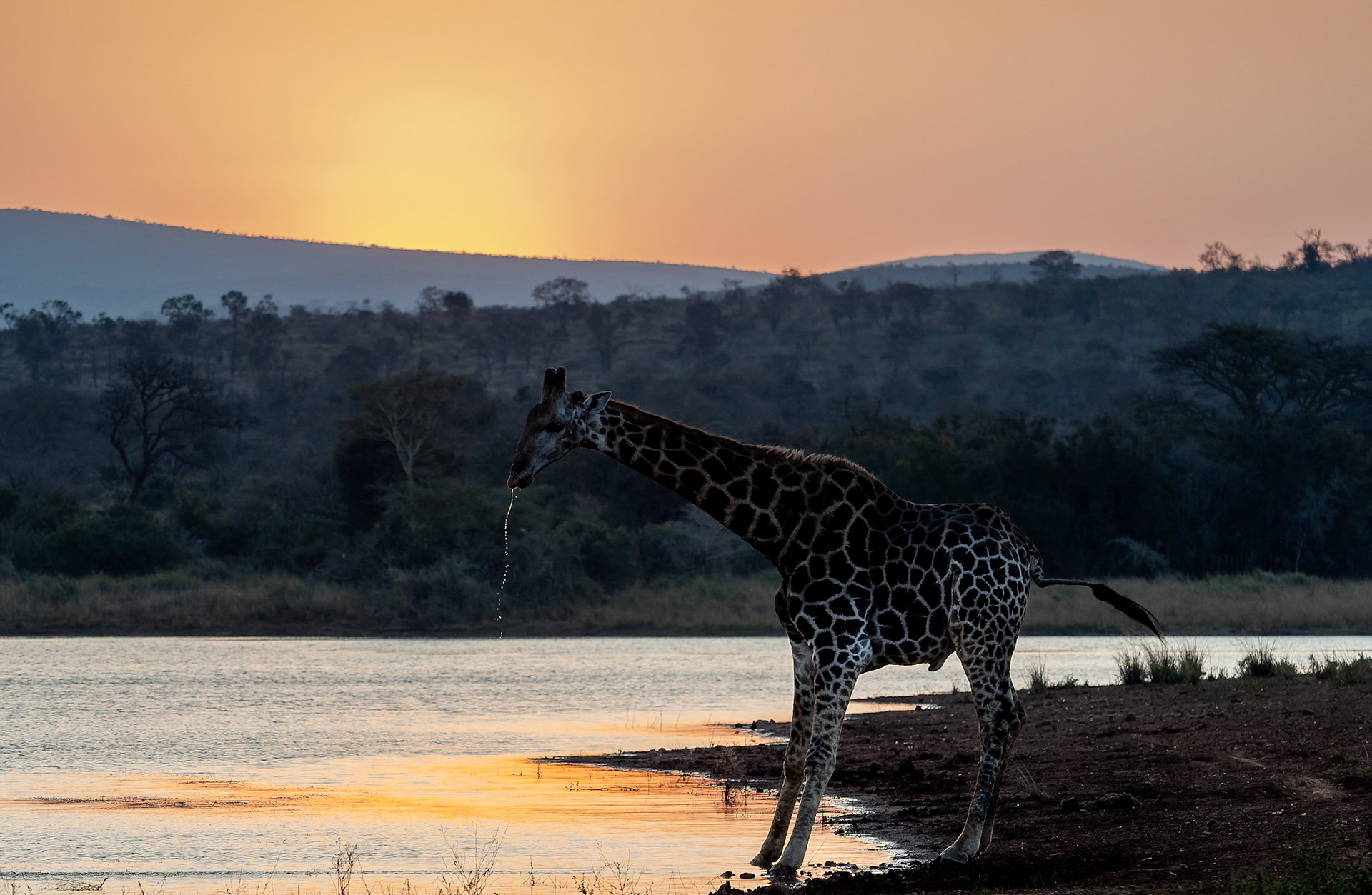 Southern Giraffe drinking