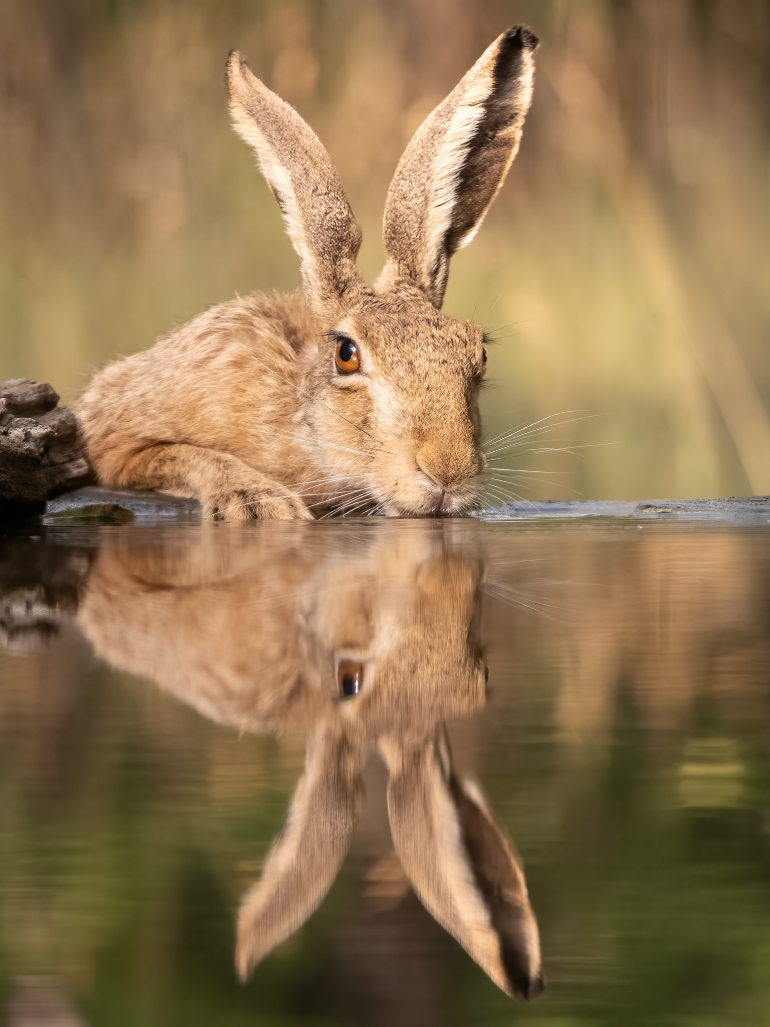 European Hare