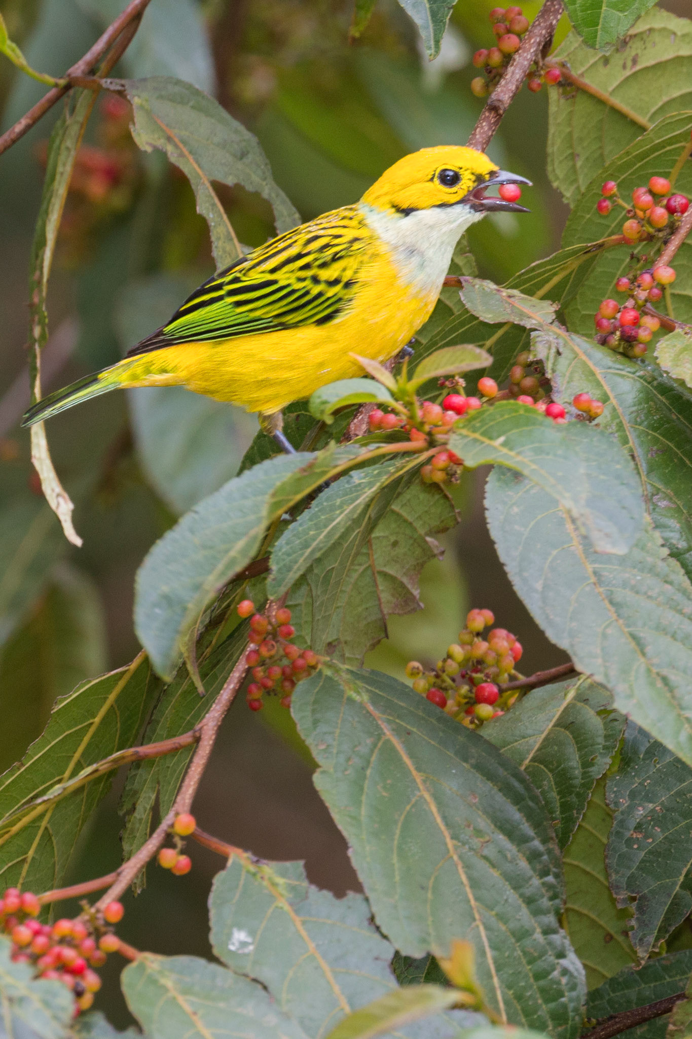 Silver throated Tanager