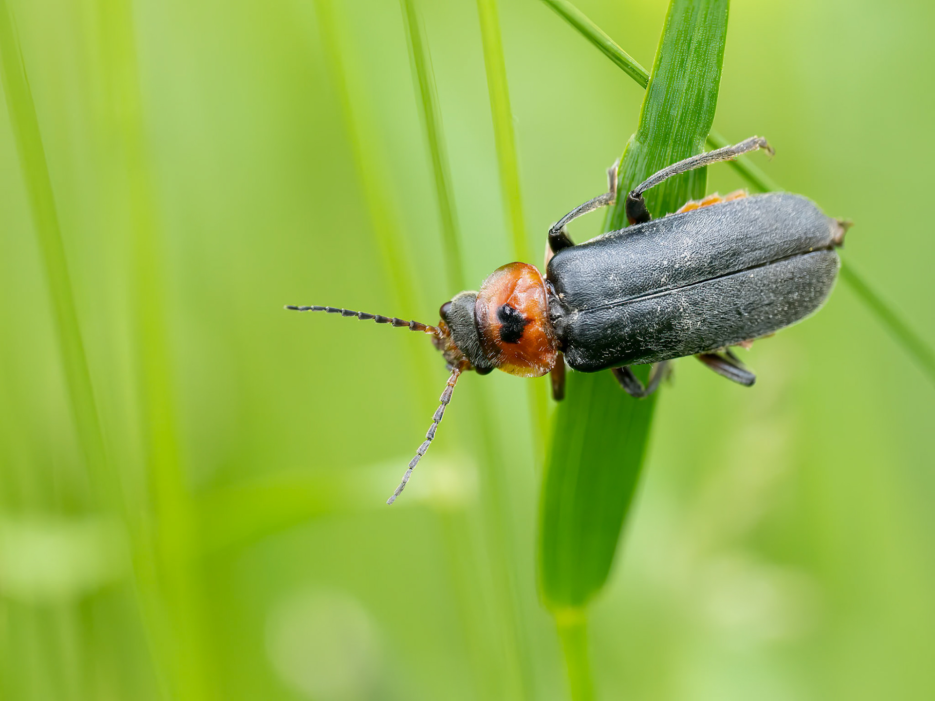 Soldier Beetle