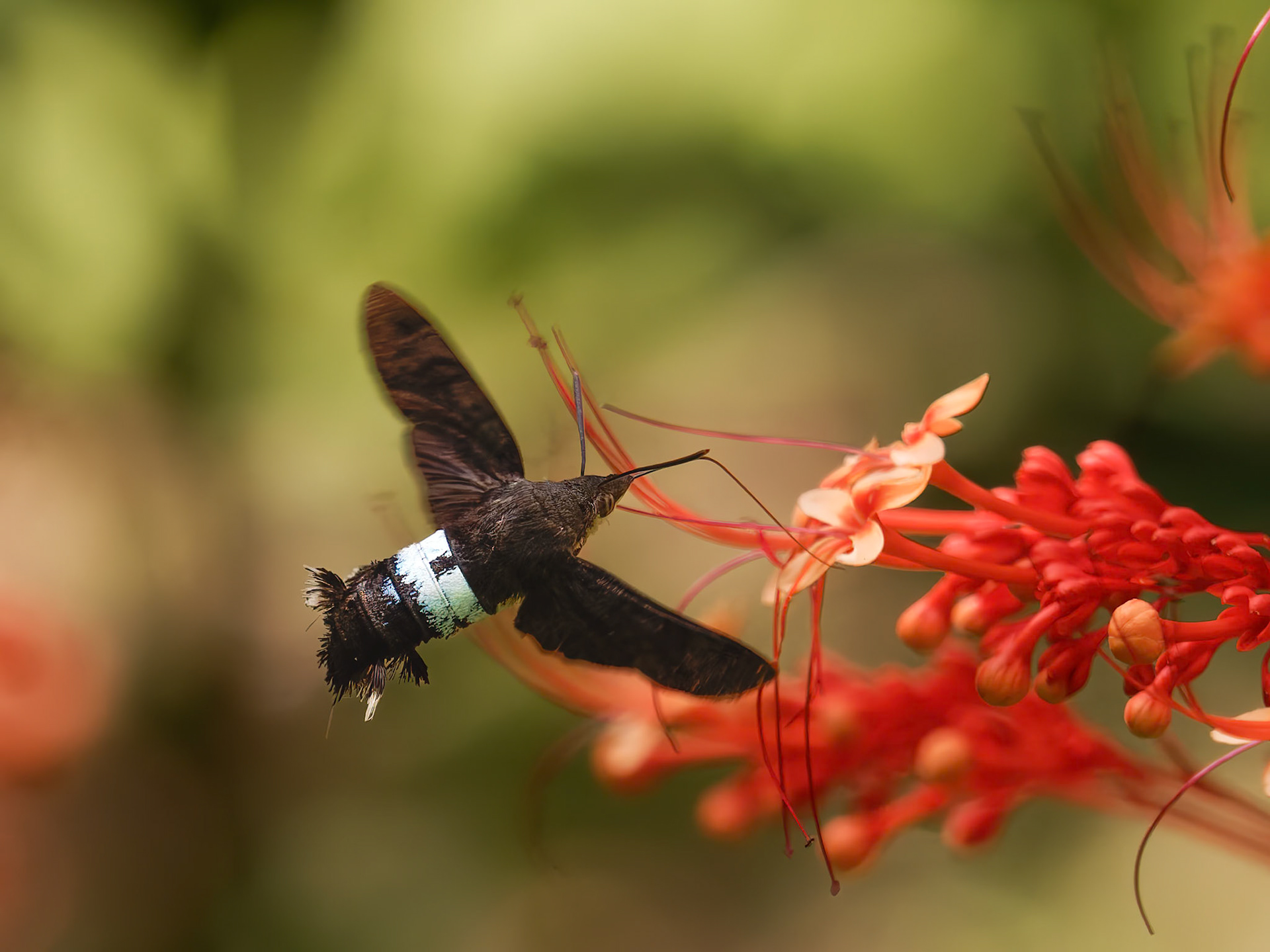 Hummingbird Hawk Moth