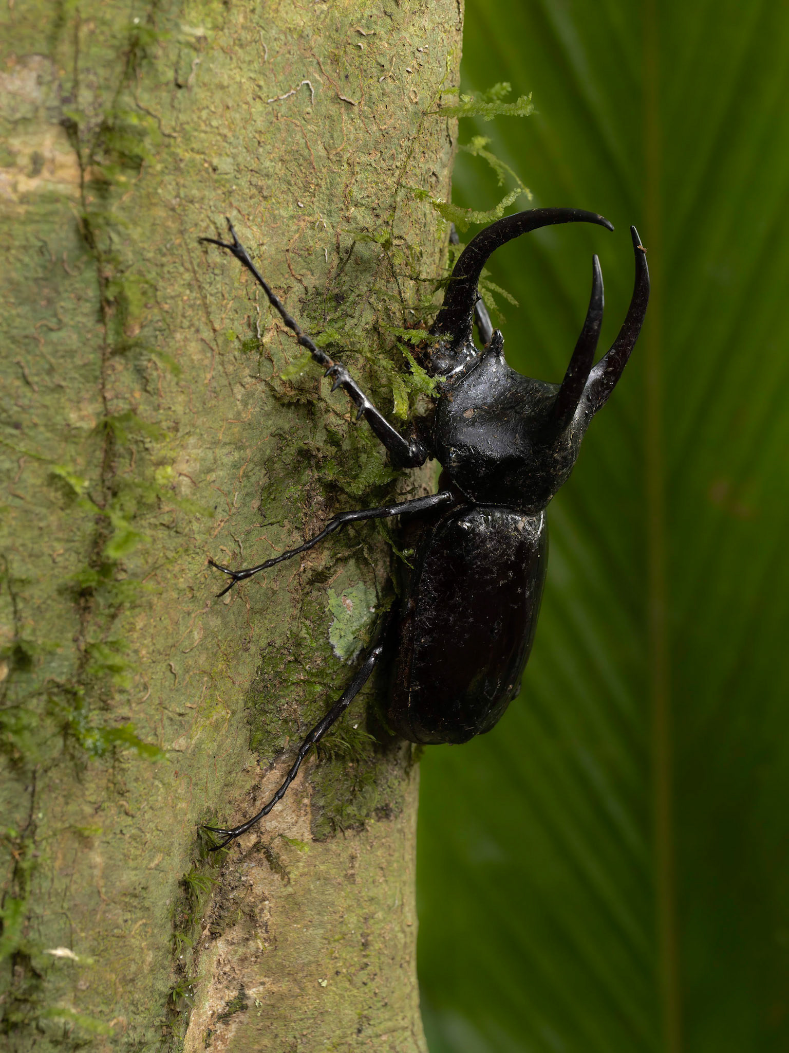 3 Horned Rhinoceros Beetle