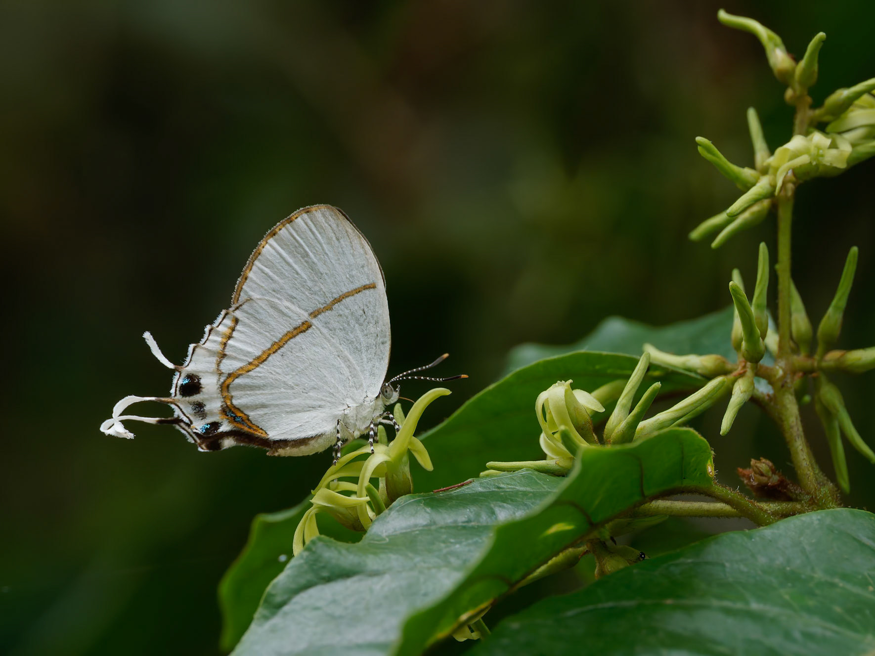 Hypolycaena Antifaunus, Large Fairy Hairstreak
