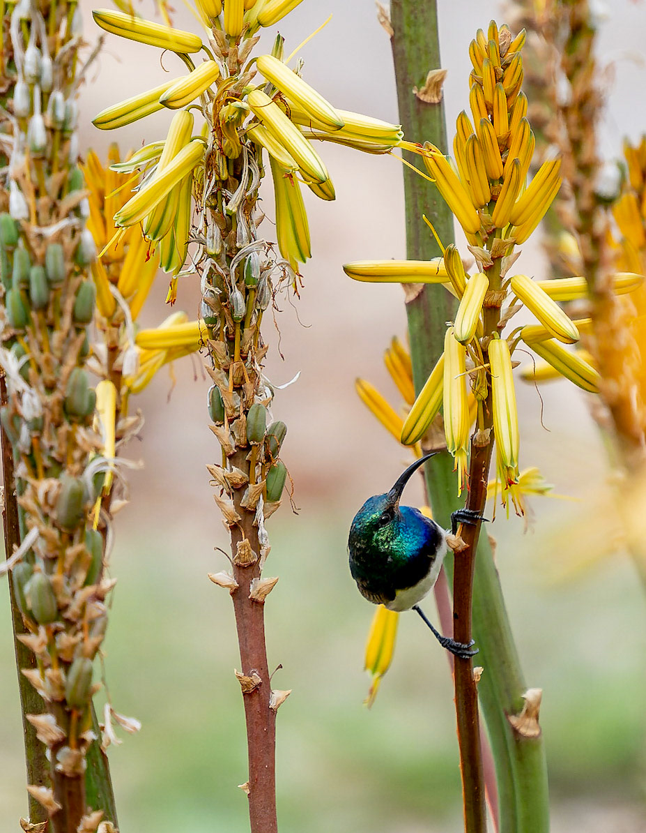 White-bellied Sunbird