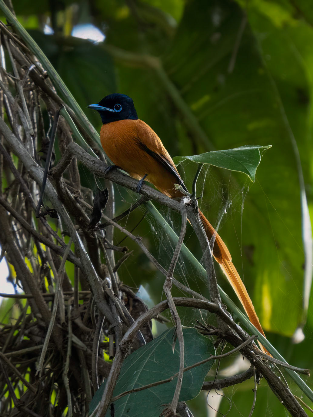 Male Paradise Flycatcher
