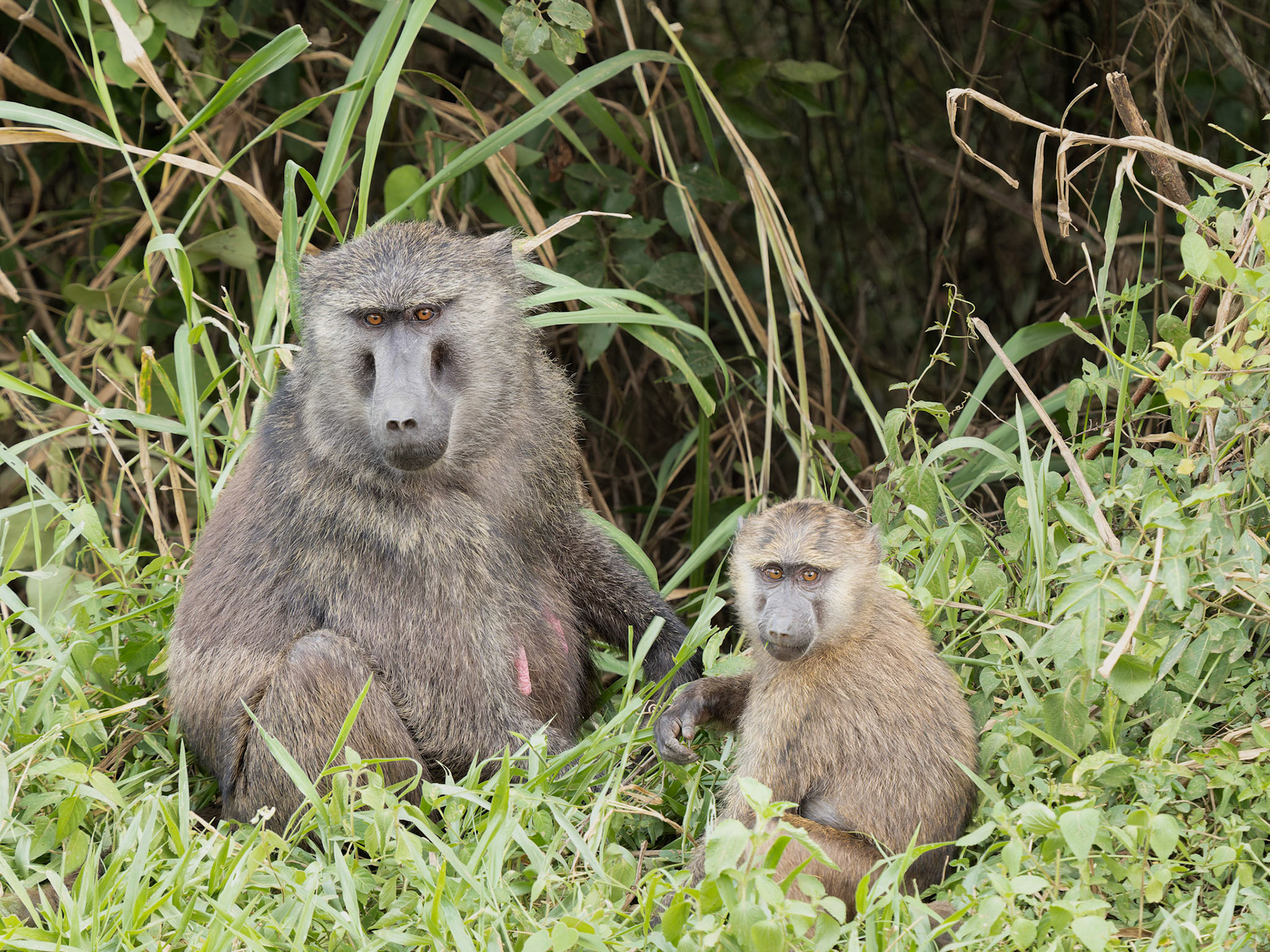 Olive Baboons