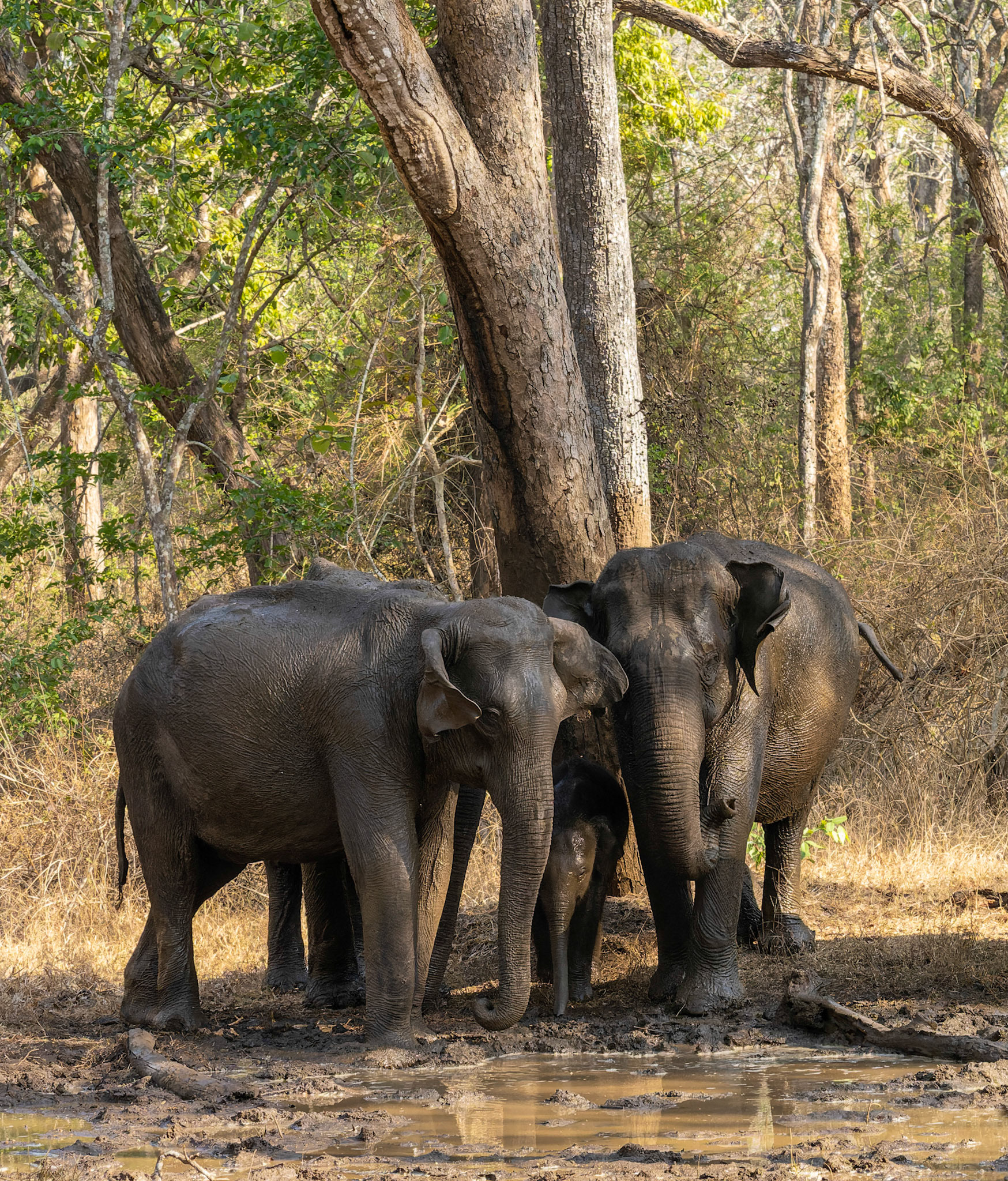 Indian Elephants