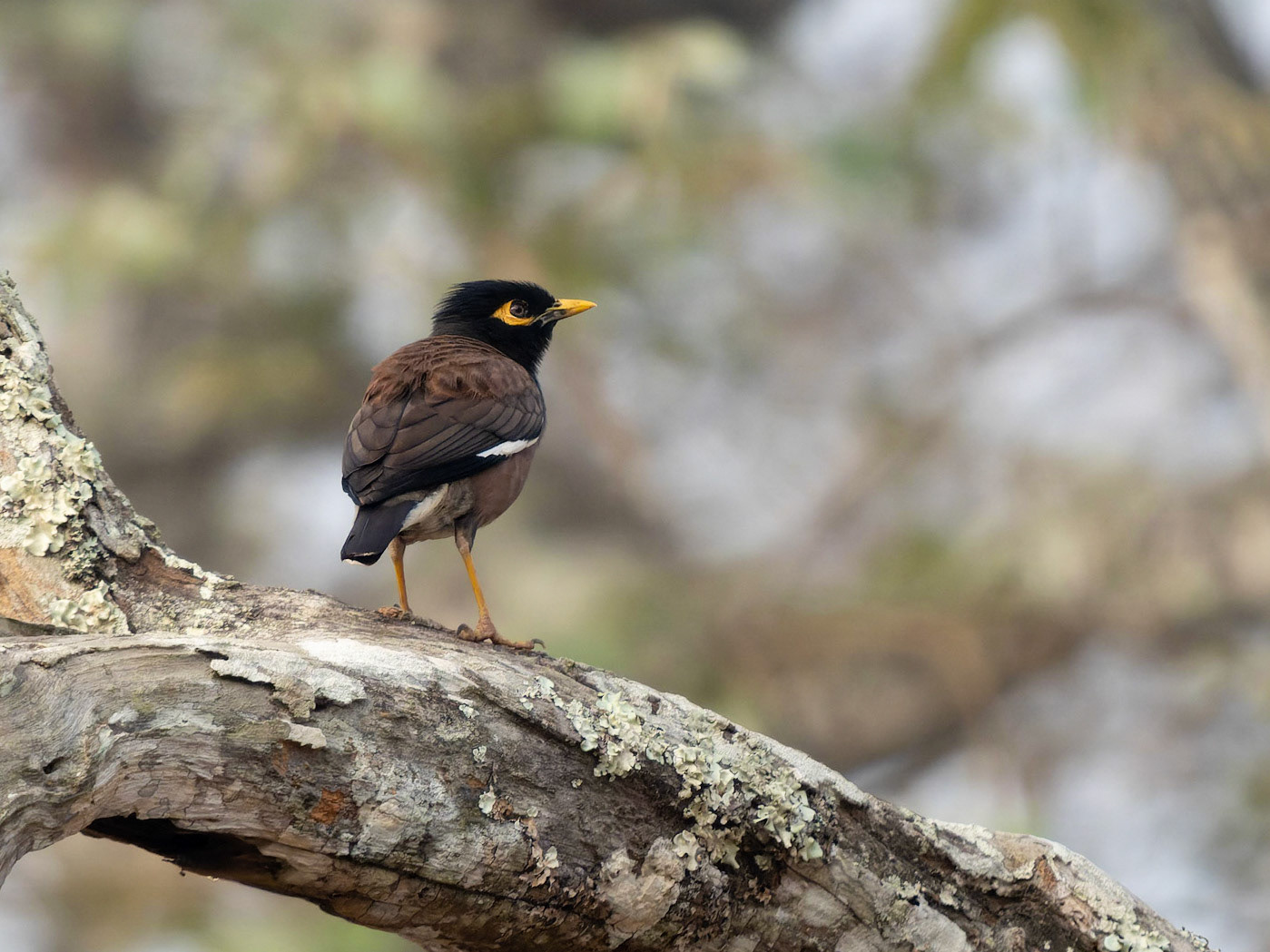 Myna