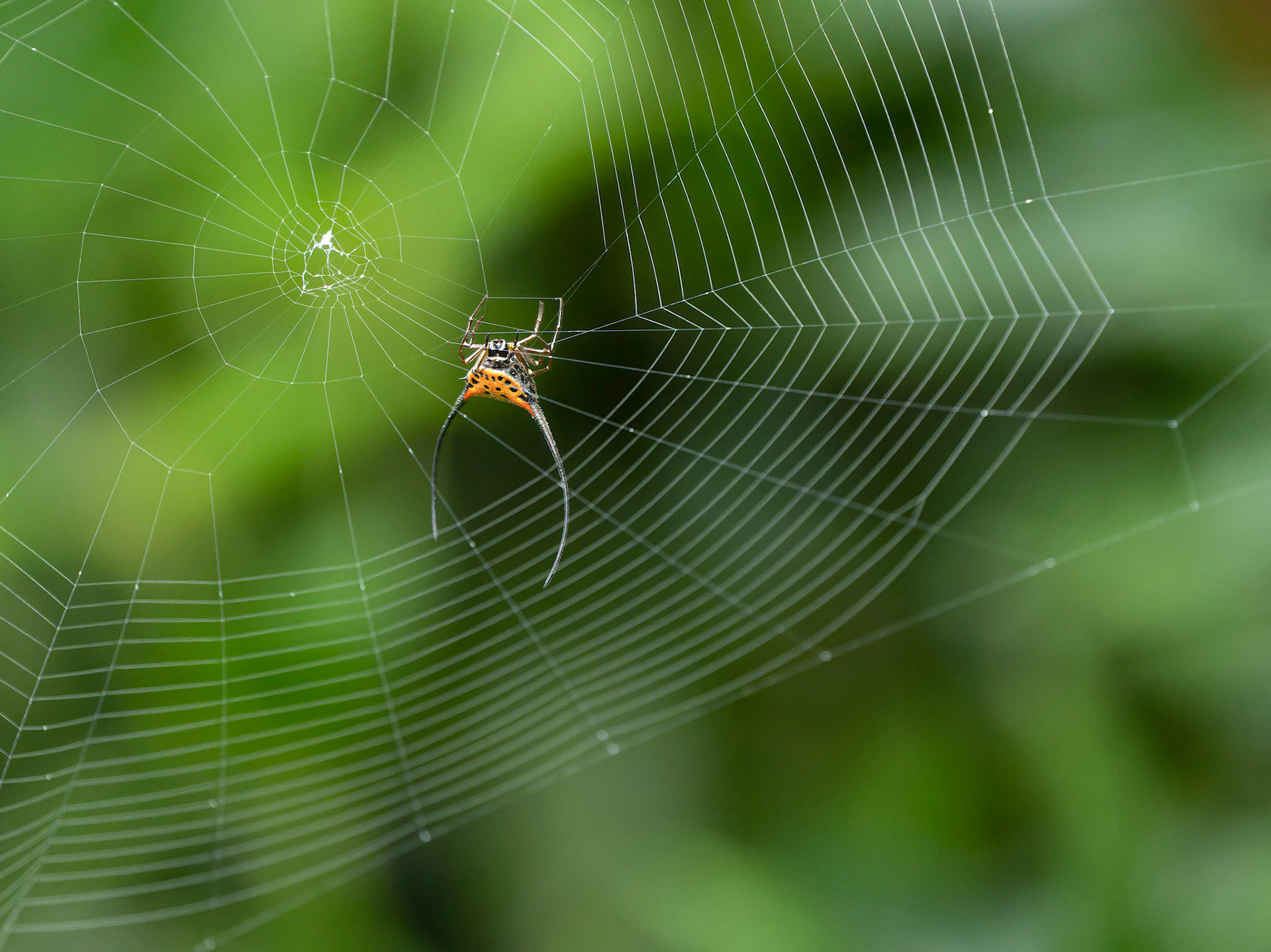 Long Horned Crab Spider creating a web