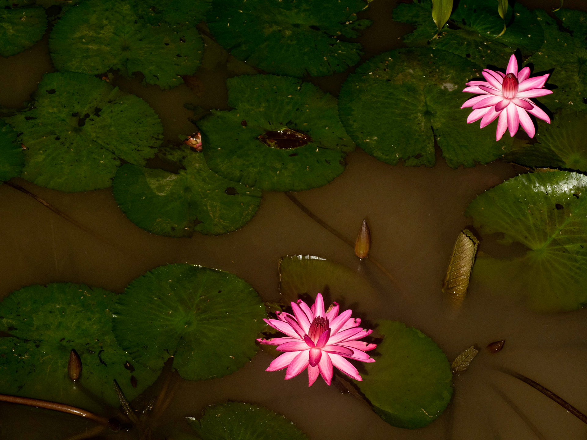 Nightime opening Waterlilies