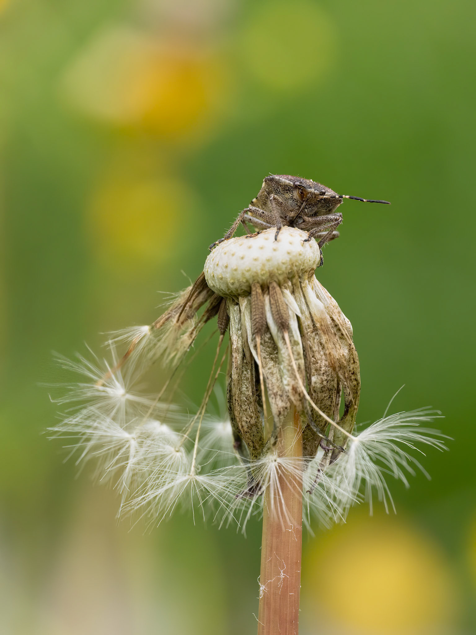 Shield bug on dead dandelion head