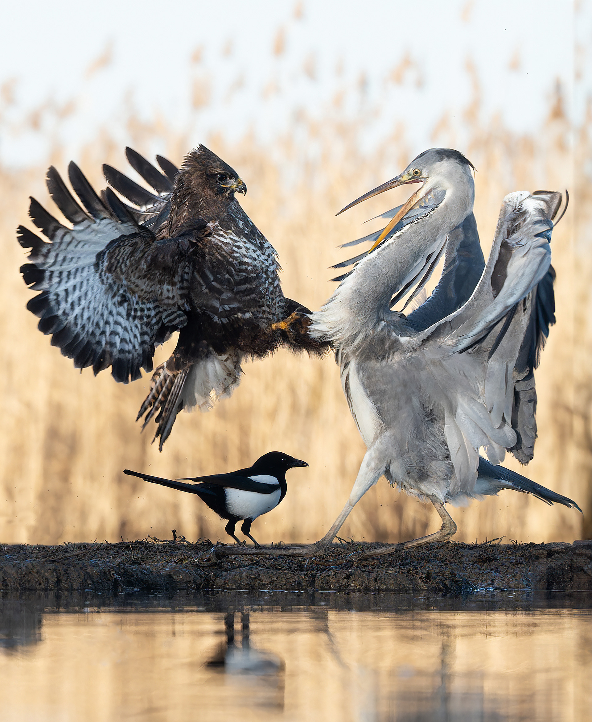 Buzzard v Heron