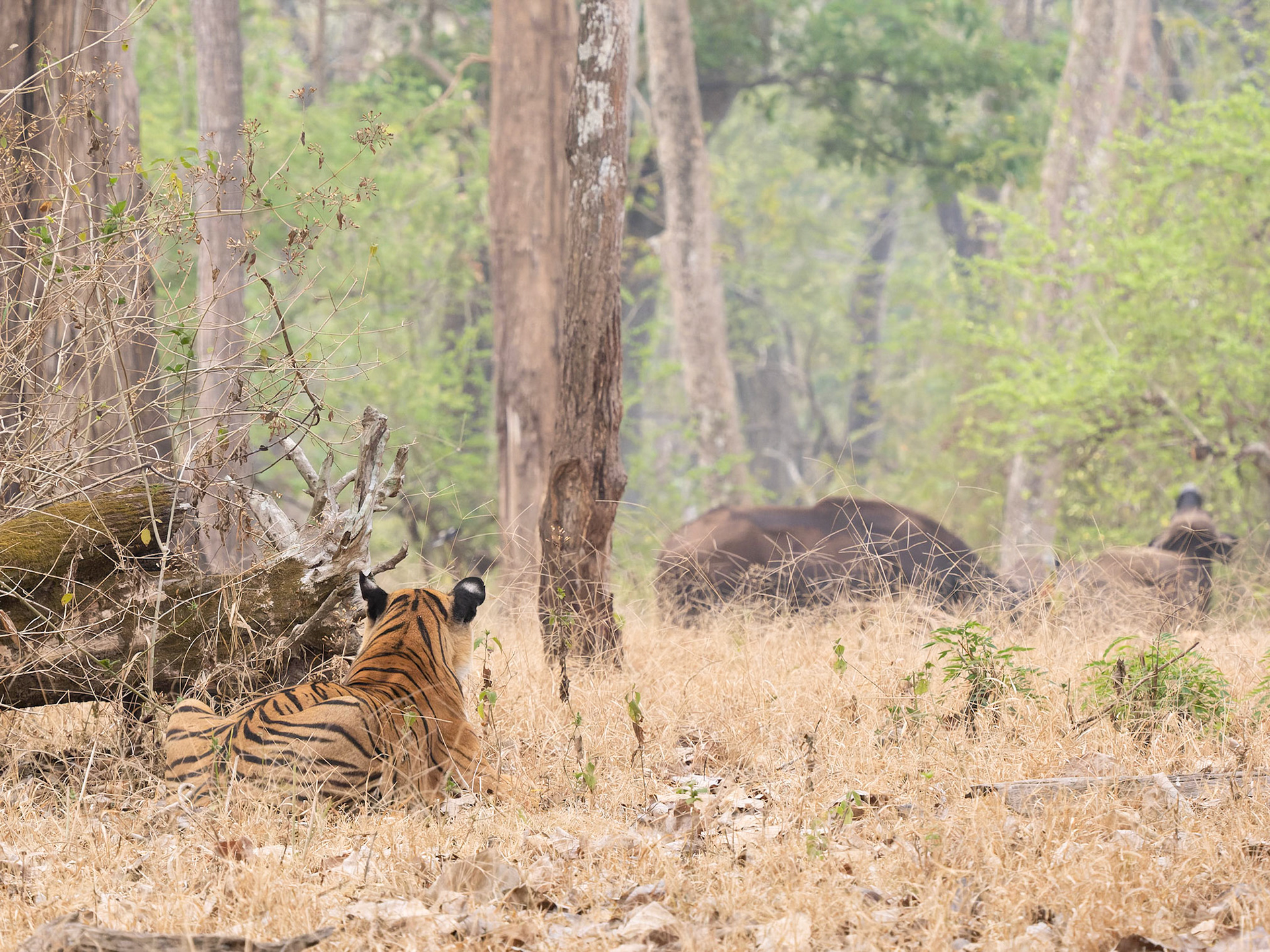 Tiger watching Gaur