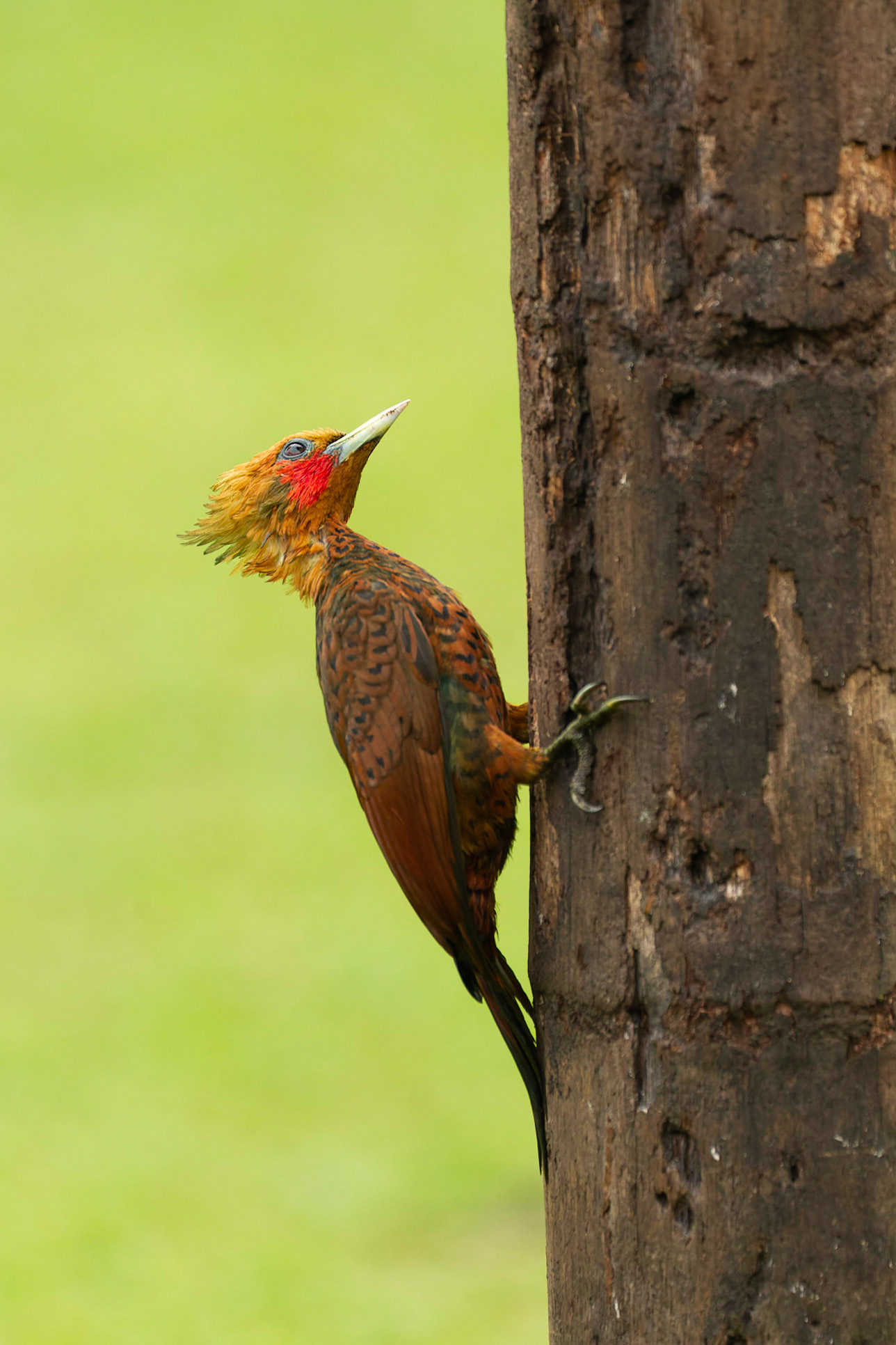 Chestnut-coloured Woodpecker (Celeus castaneus)