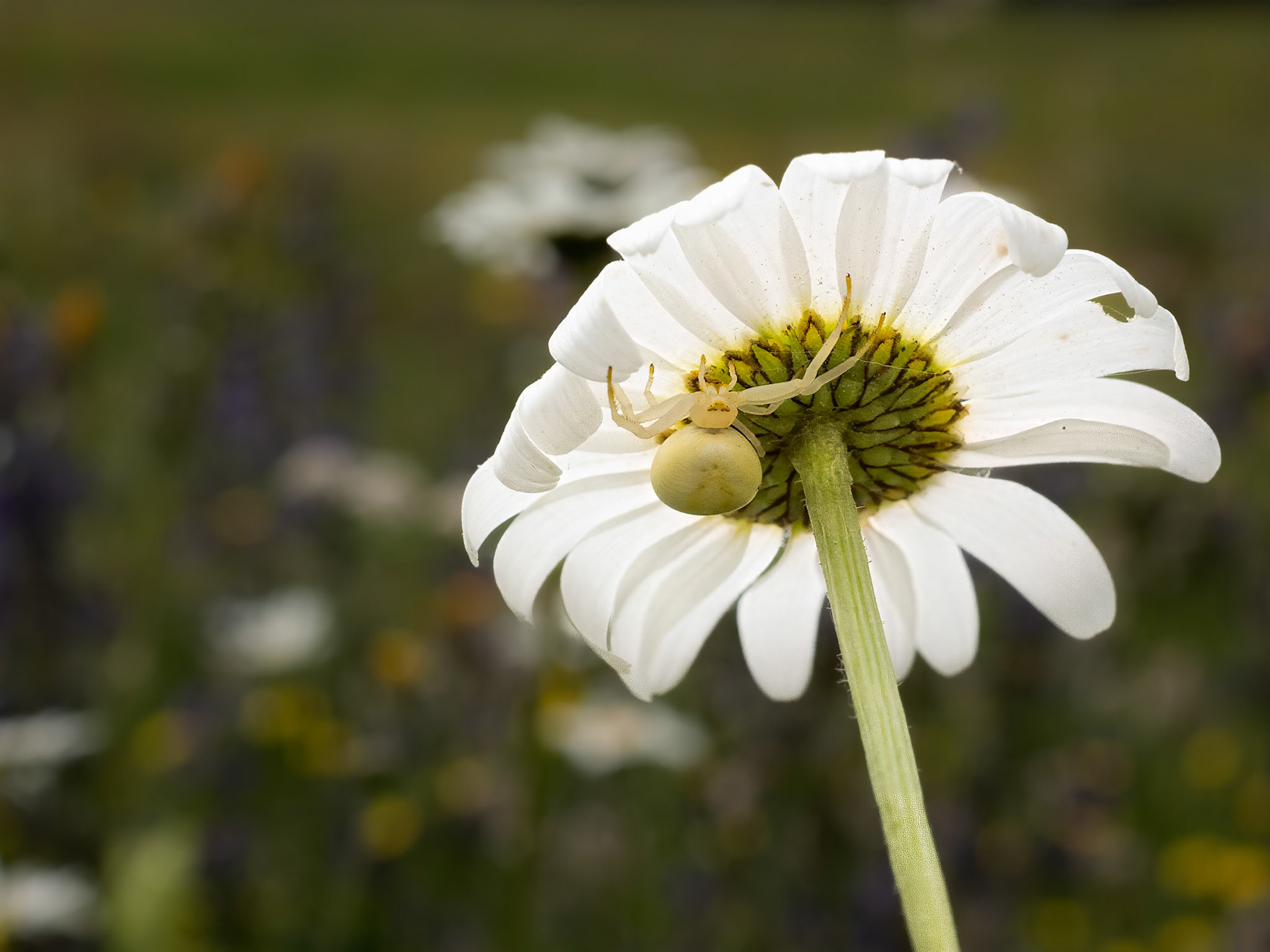 Crab Spider on Oxeye Daisy