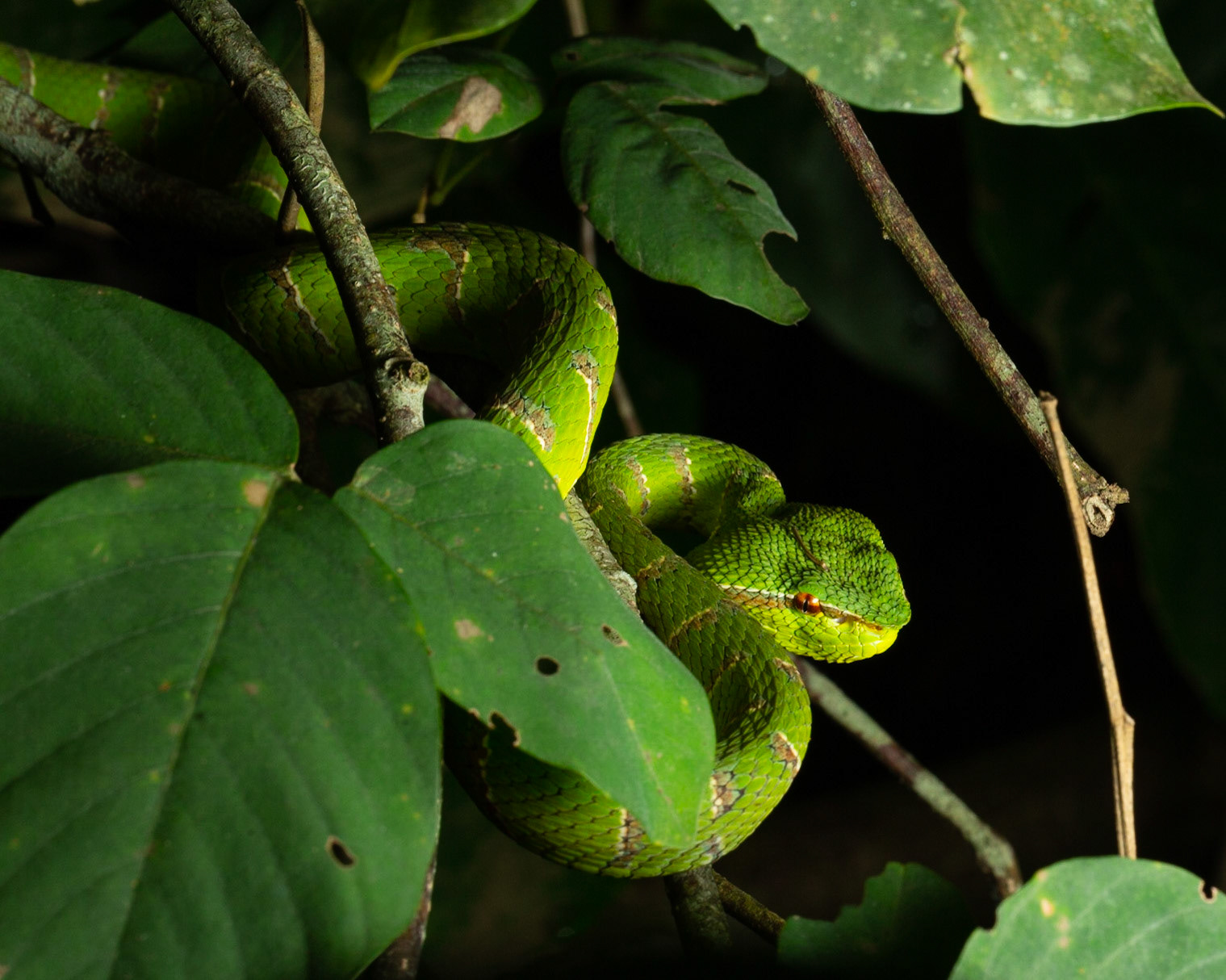 Bornean Pit Viper (Tropidolaemus subannulatus)