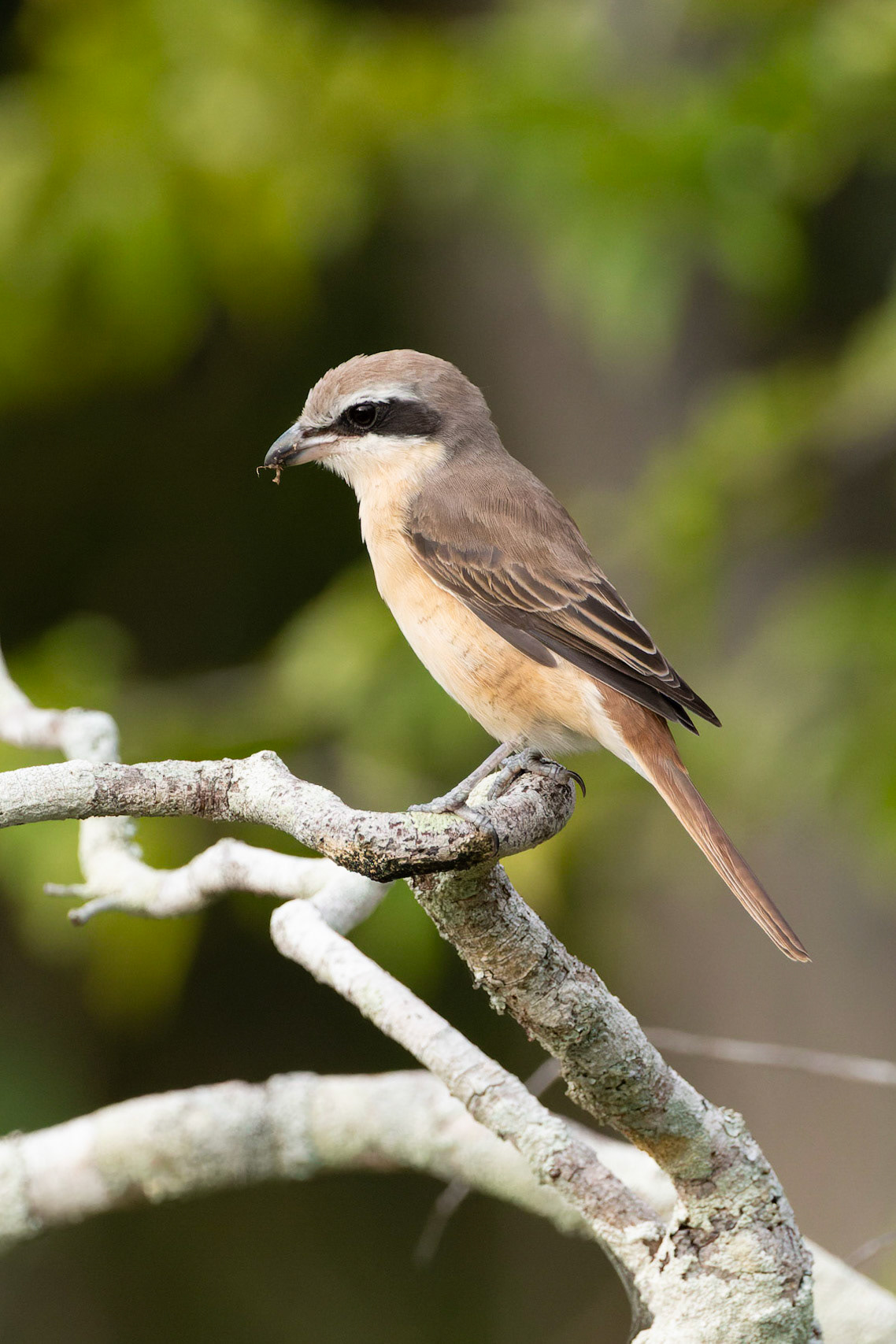Brown Shrike