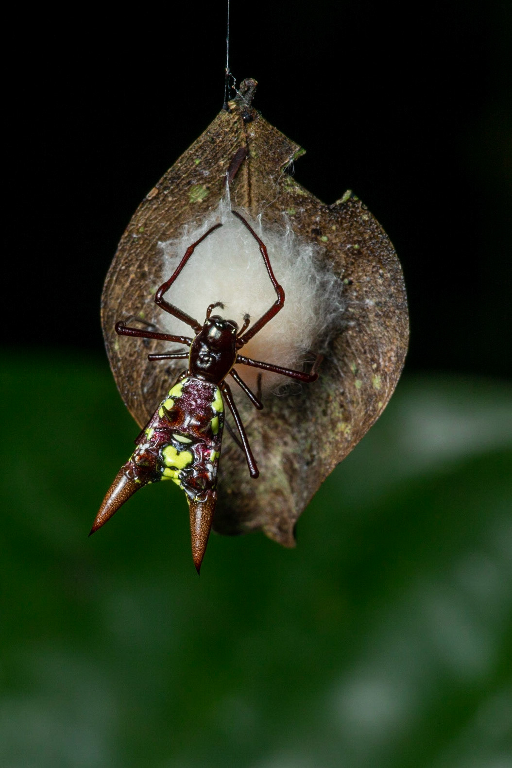 Spiny Orb Web spider (Gasteracantha sp.)
