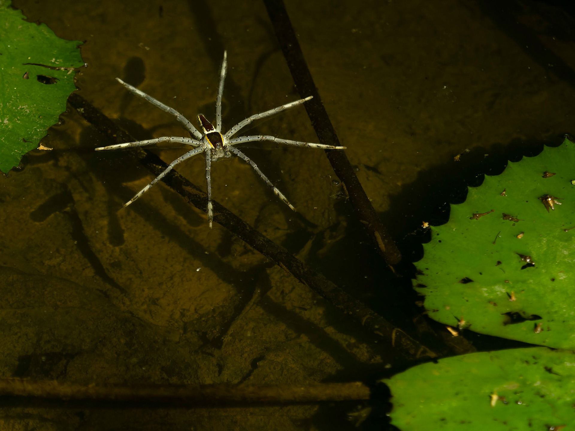 Raft Spider