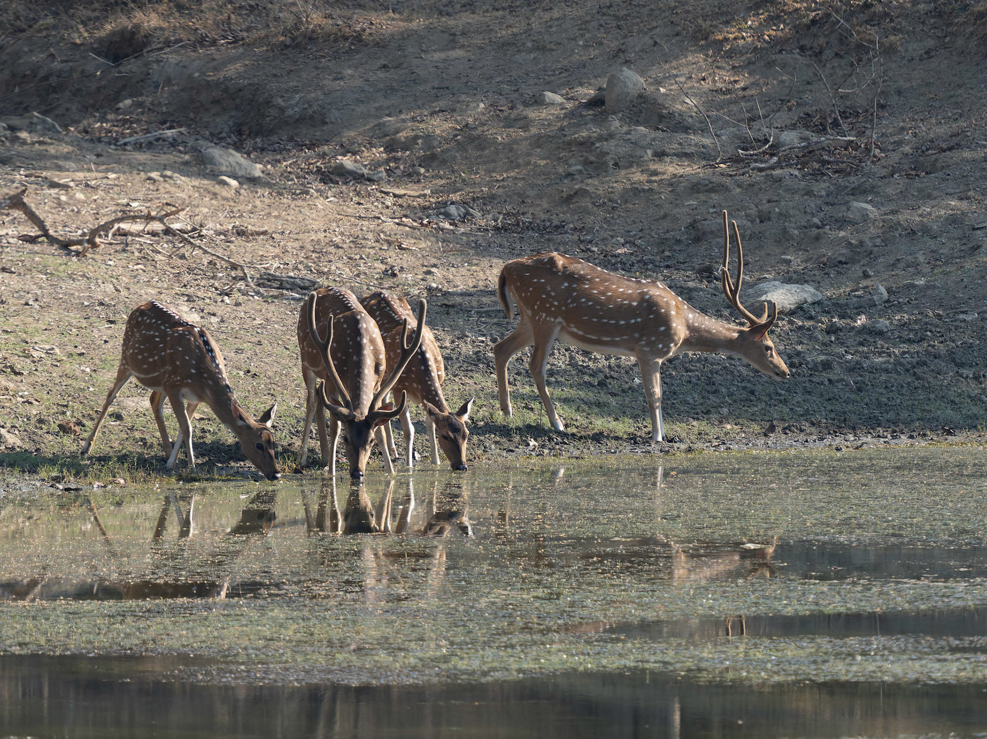 Chital drinking