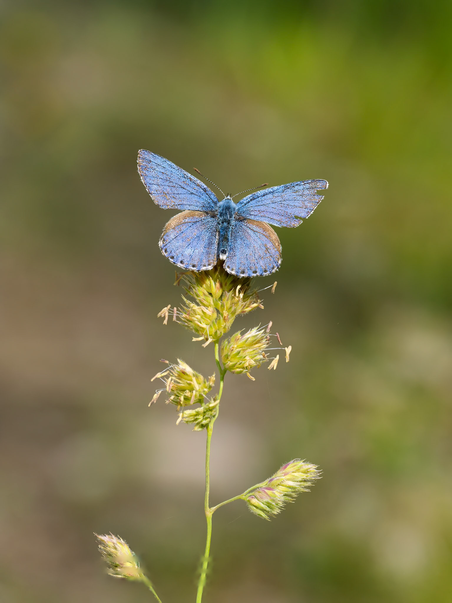  Common Blue