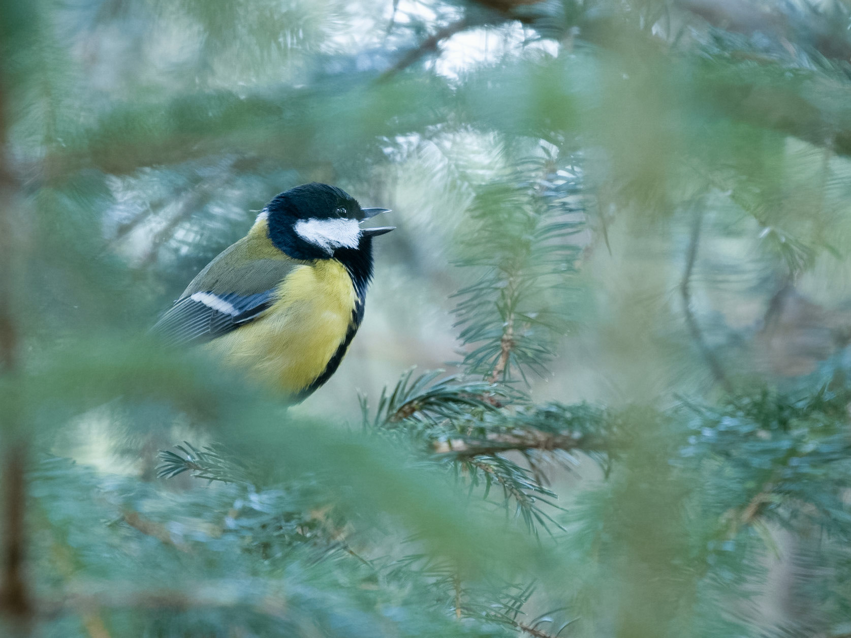 Great Tit singing