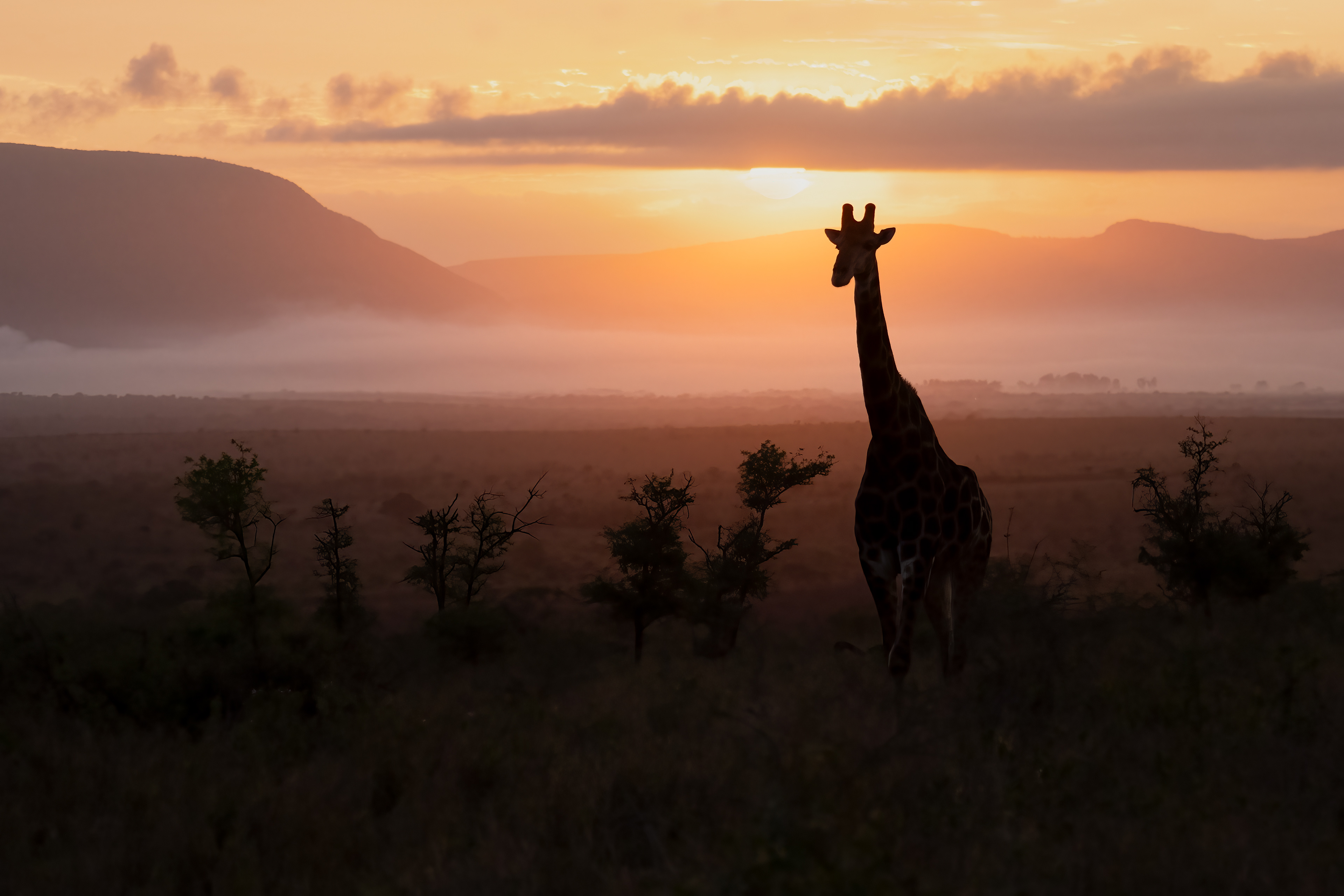 Giraffe at Sunrise