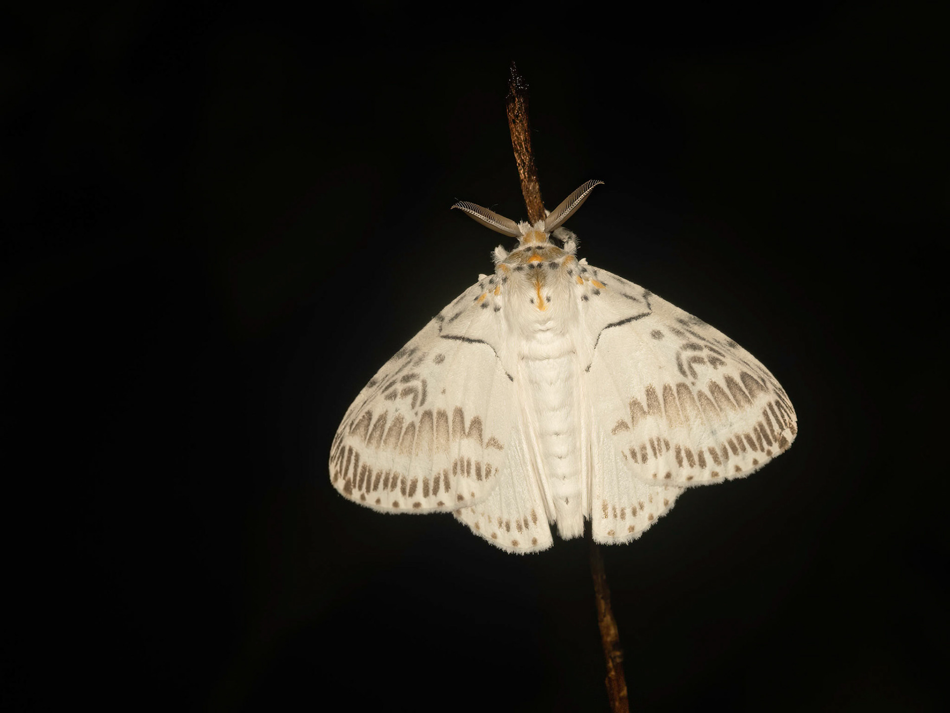 Moth