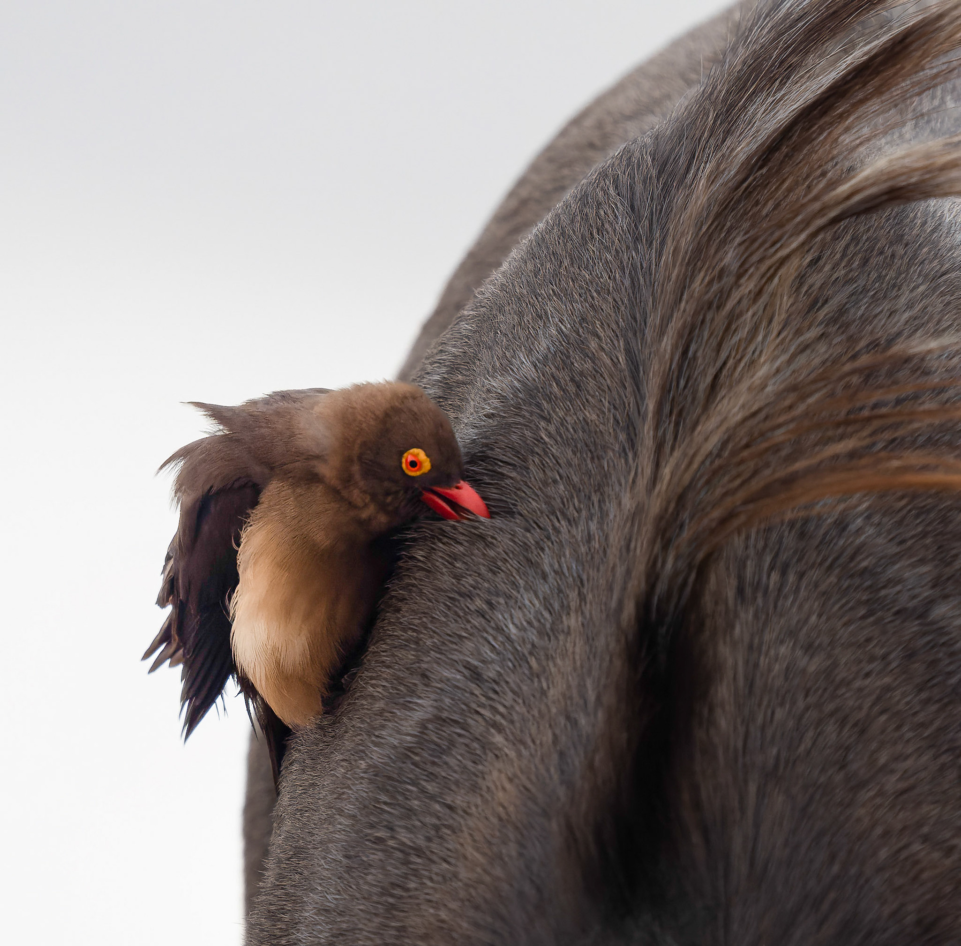 Red-billed Oxpecker on Nyala