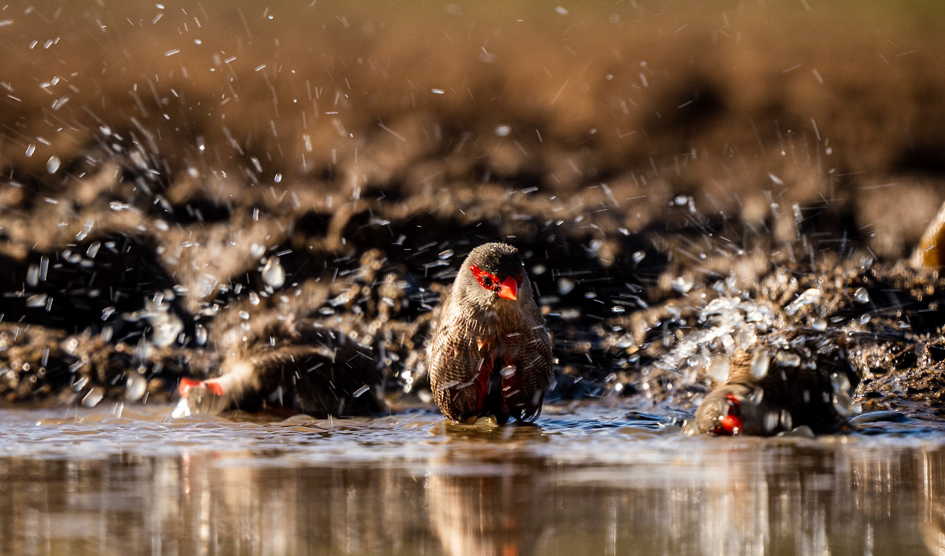 Two bathing and one not.