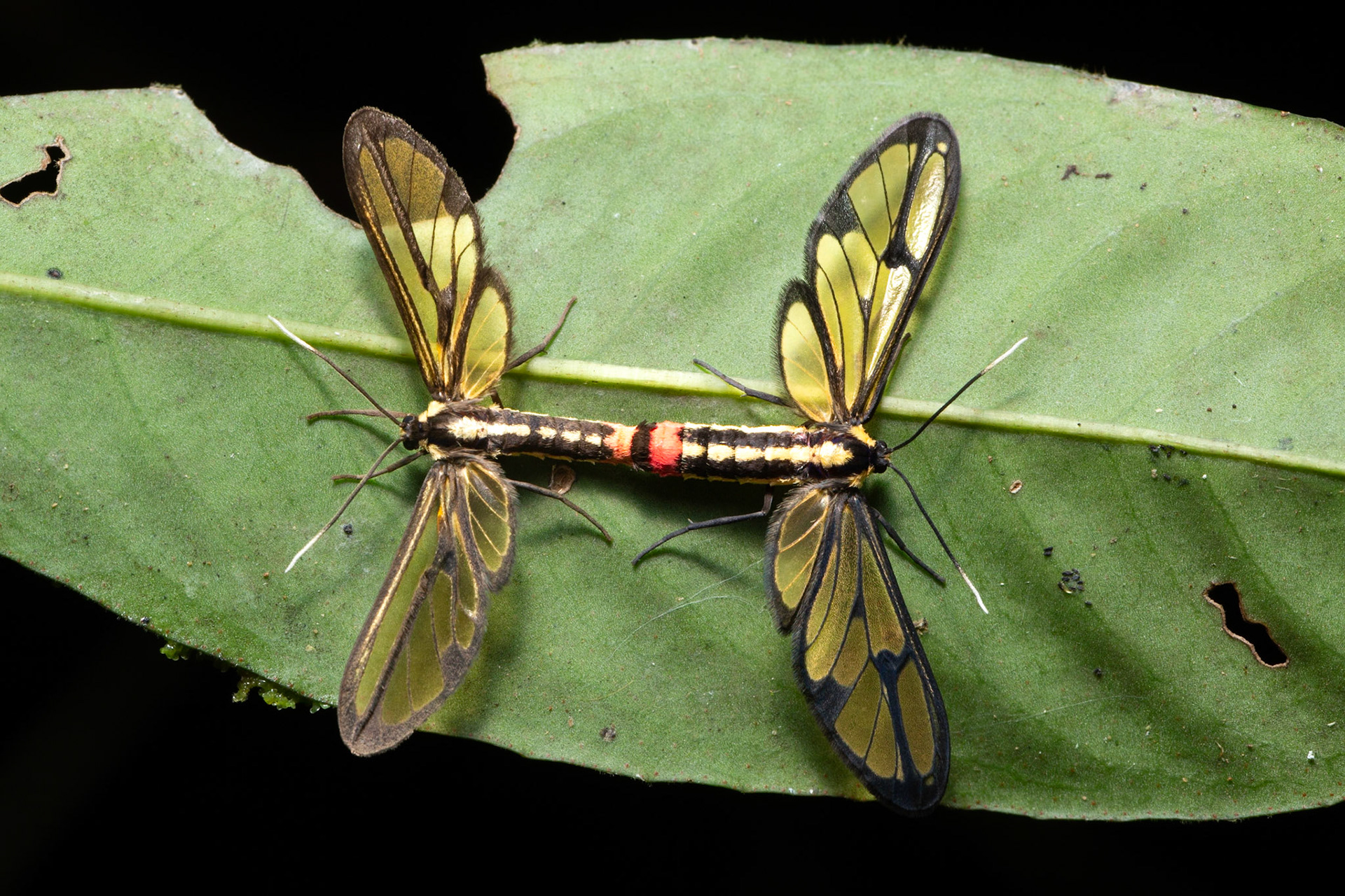 Wasp Moths (Amata pseudextensa) mating
