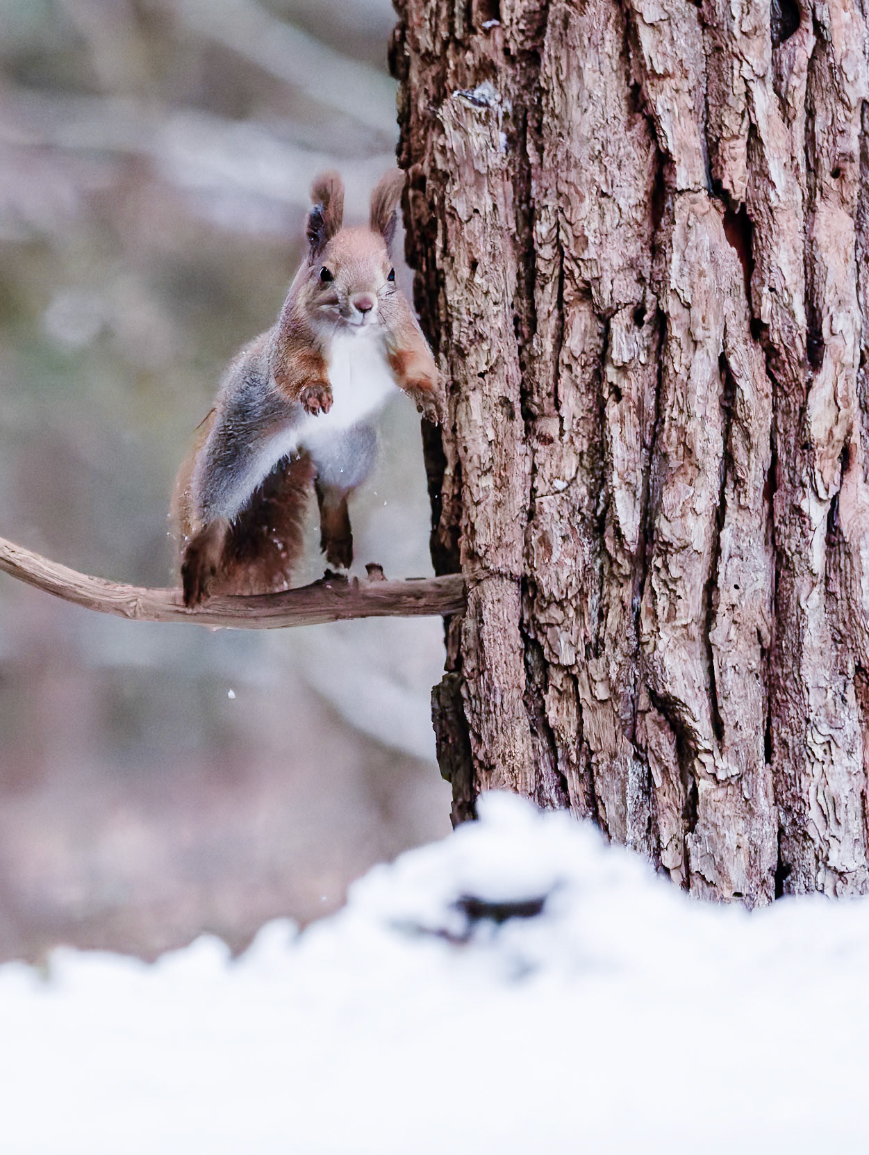 Jumping Red Squirrel