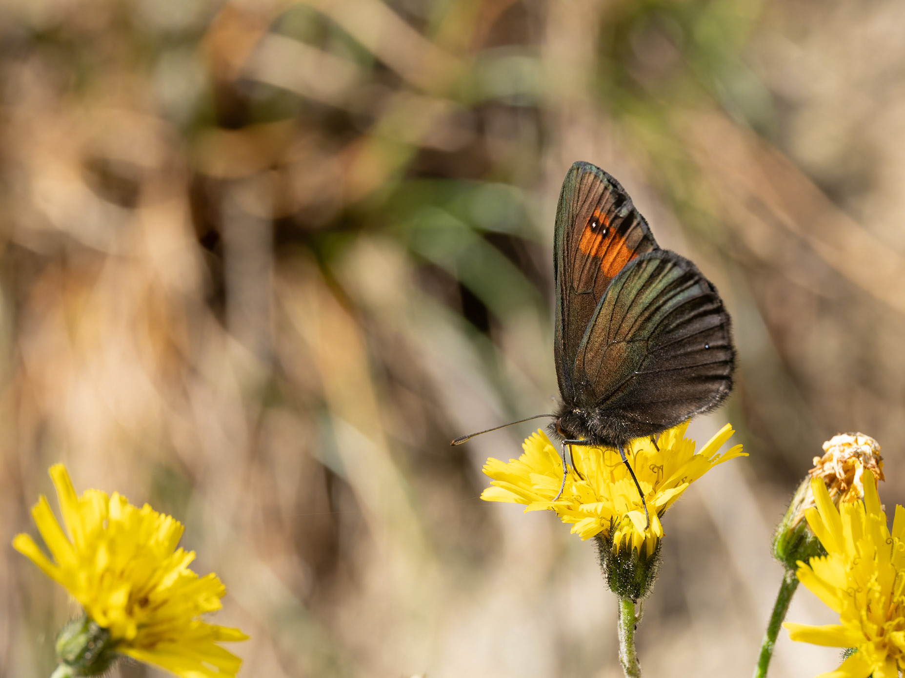 Ringlet 