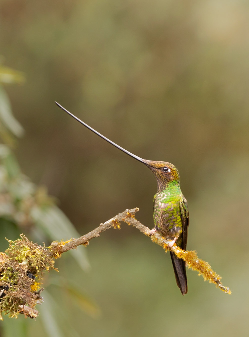 Sword billed Hummingbird