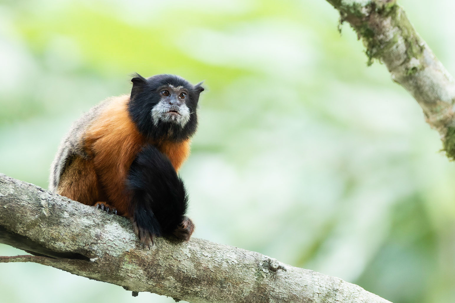 Golden Mantled Tamarin