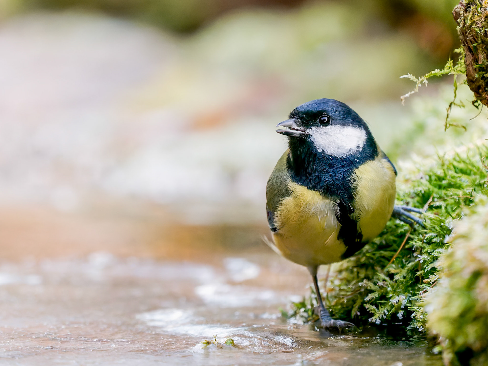 Great Tit
