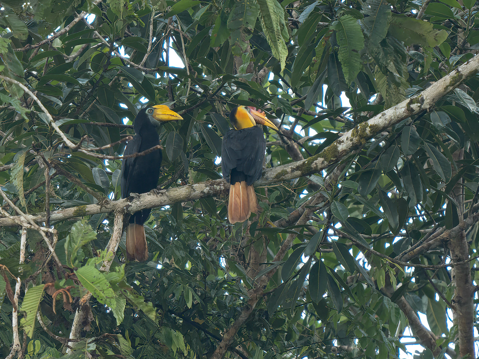Male and Female Wrinkled Hornbills