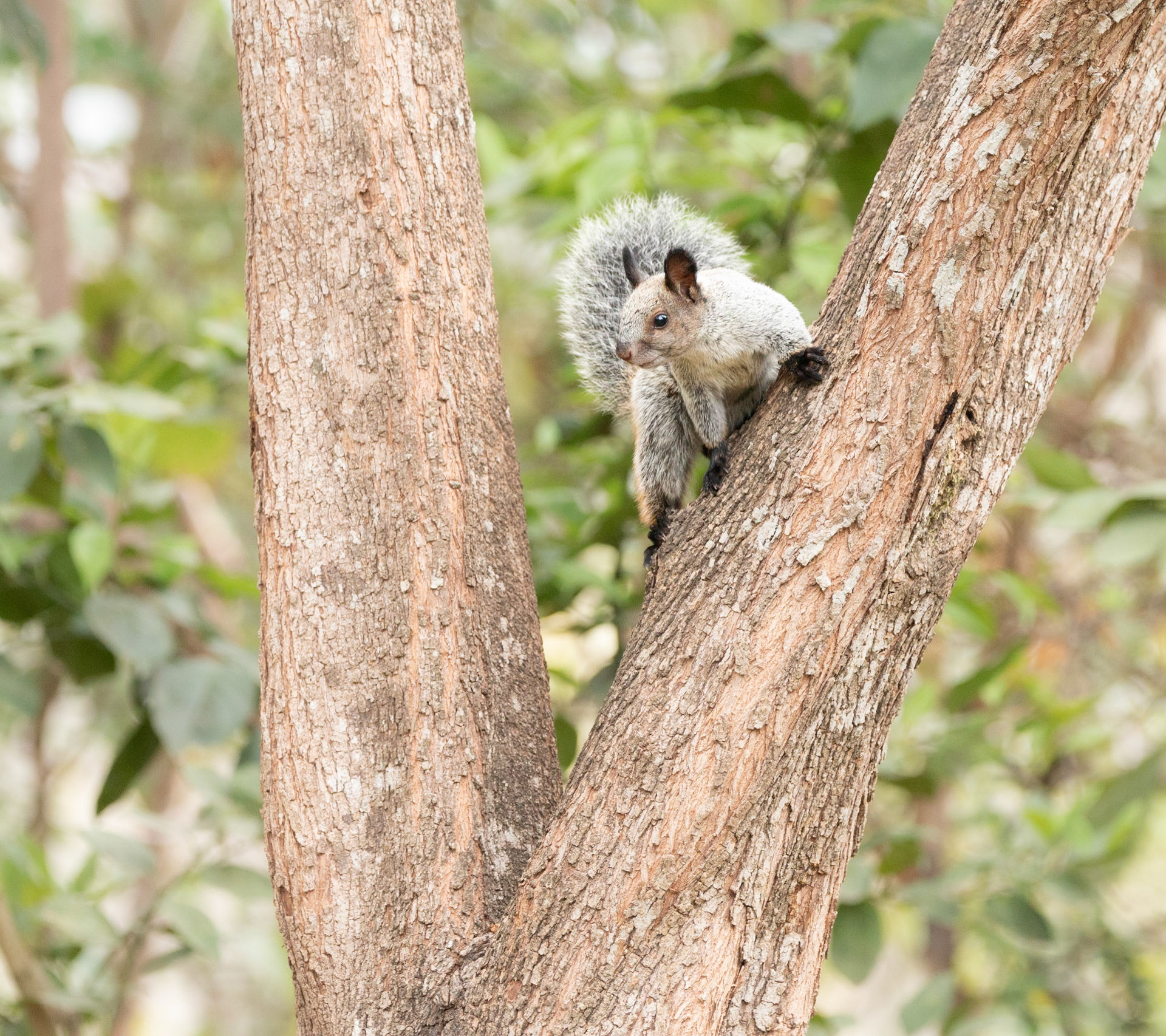 Tropical Dry Frost Squirrel
