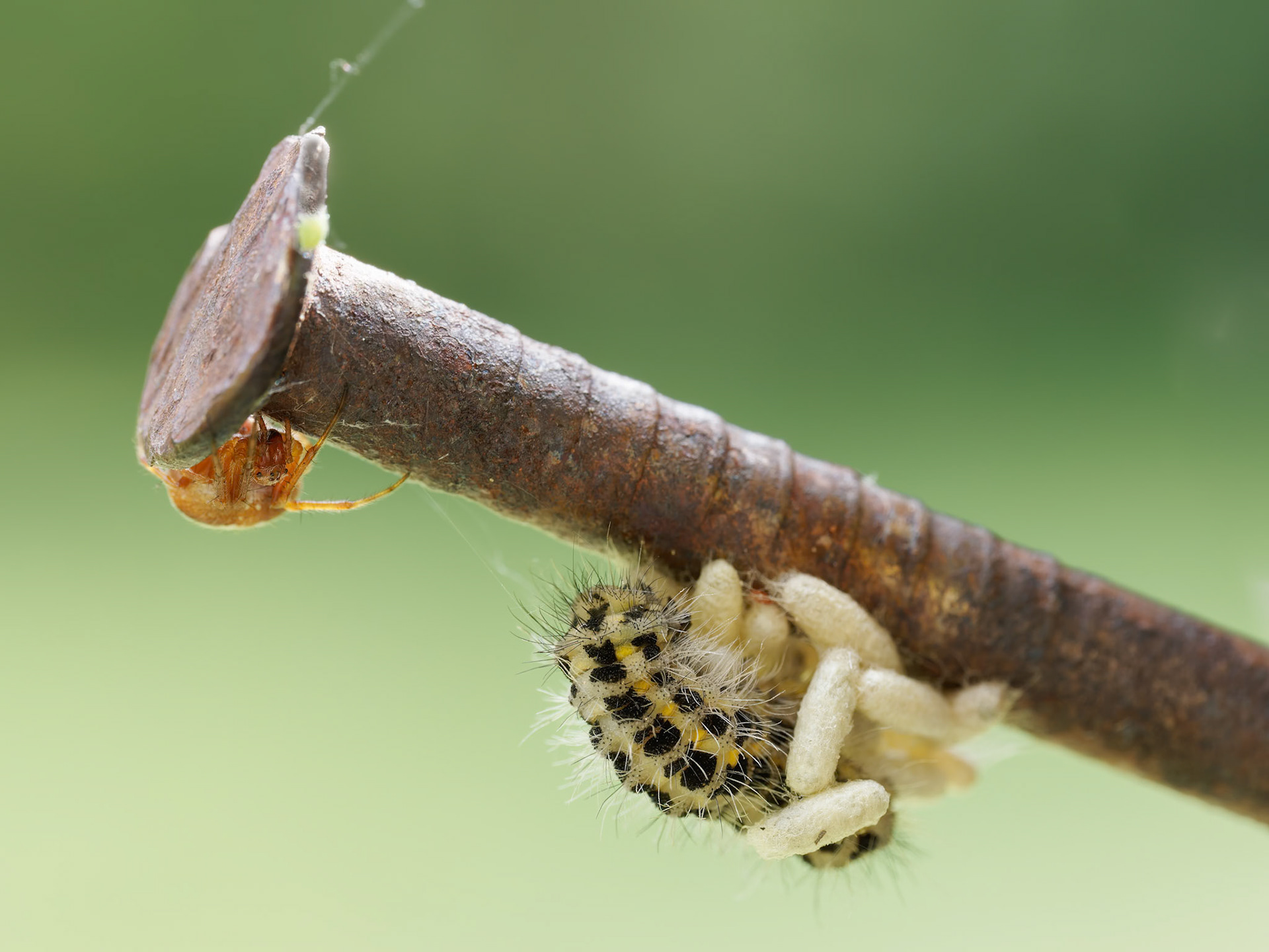 Parasitized caterpillar showing wasp cocoons