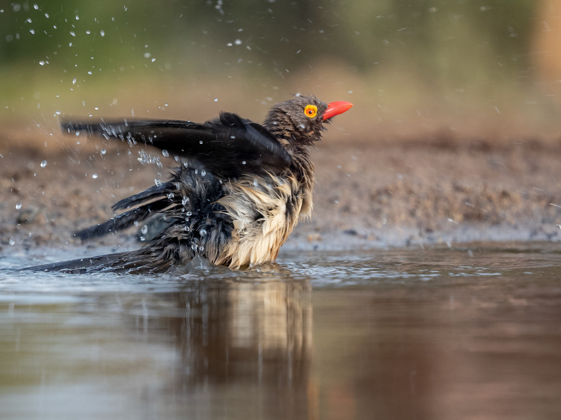 Red billed Oxpecker bathing