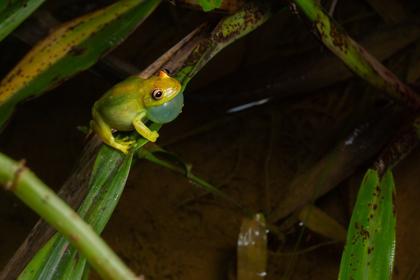 Boana cinerascens calling