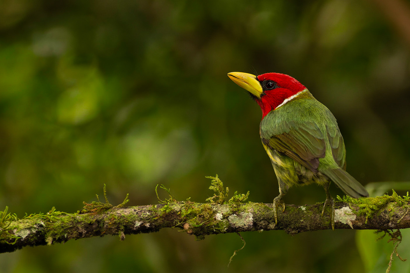 Male Red-headed Barbet