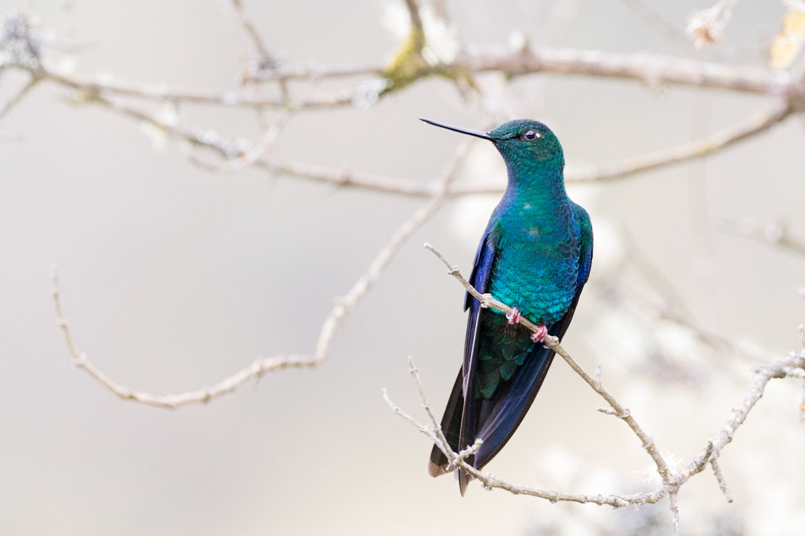 Giant Sapphirewing Hummingbird